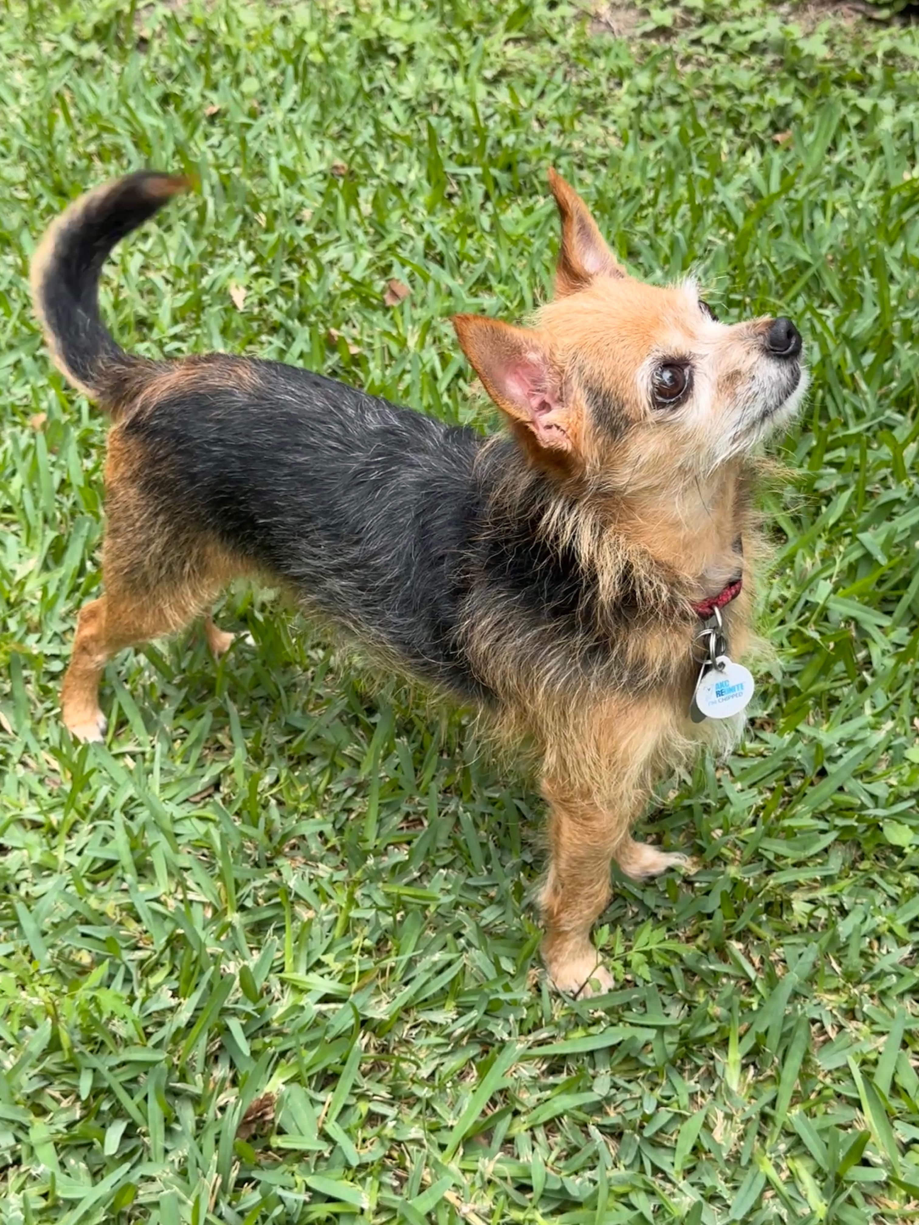 Enlarge Philippe, a ADOPTABLE mixed breed in Houston, TX image 5/6