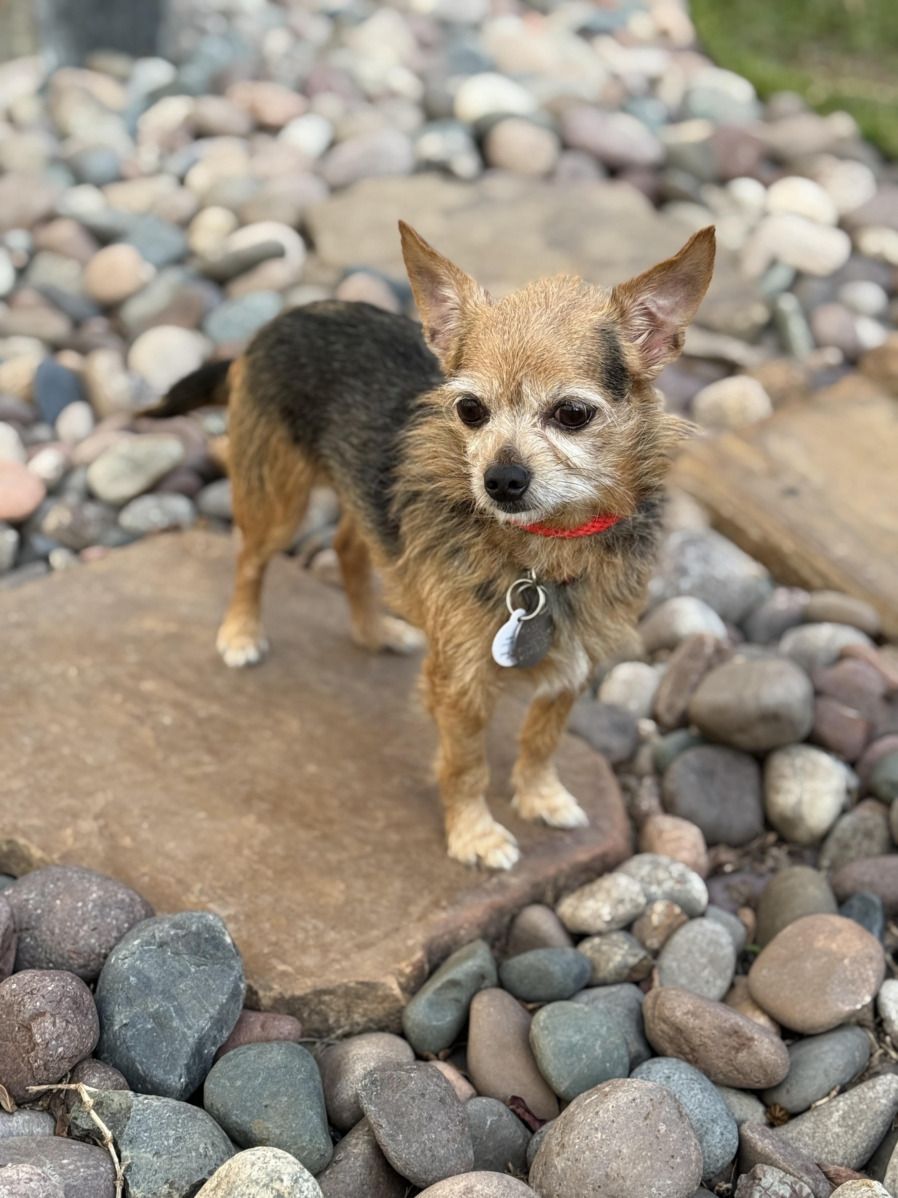 Enlarge Philippe, a ADOPTABLE mixed breed in Houston, TX image 3/5