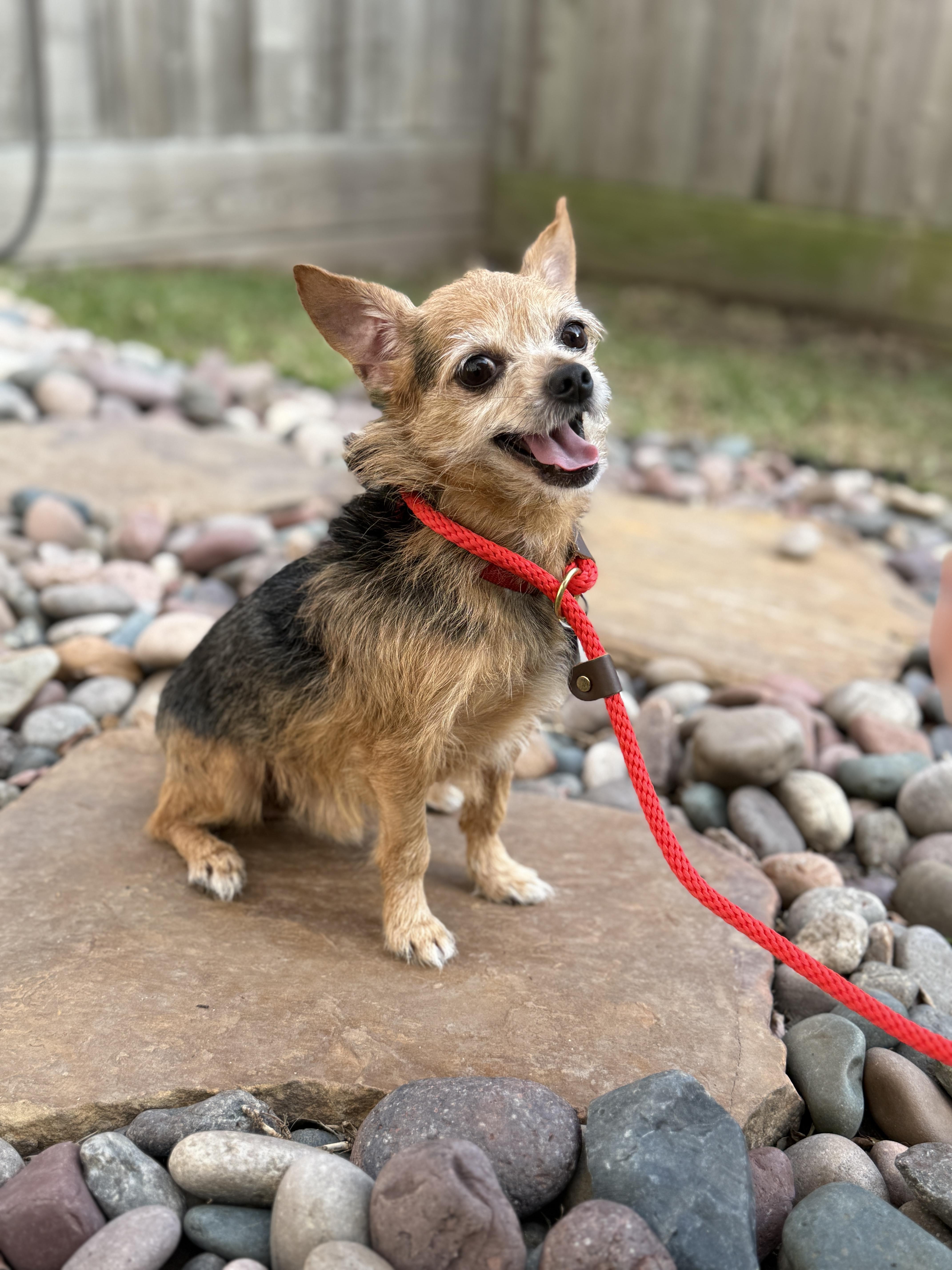 Enlarge Philippe, a ADOPTABLE mixed breed in Houston, TX image 5/5
