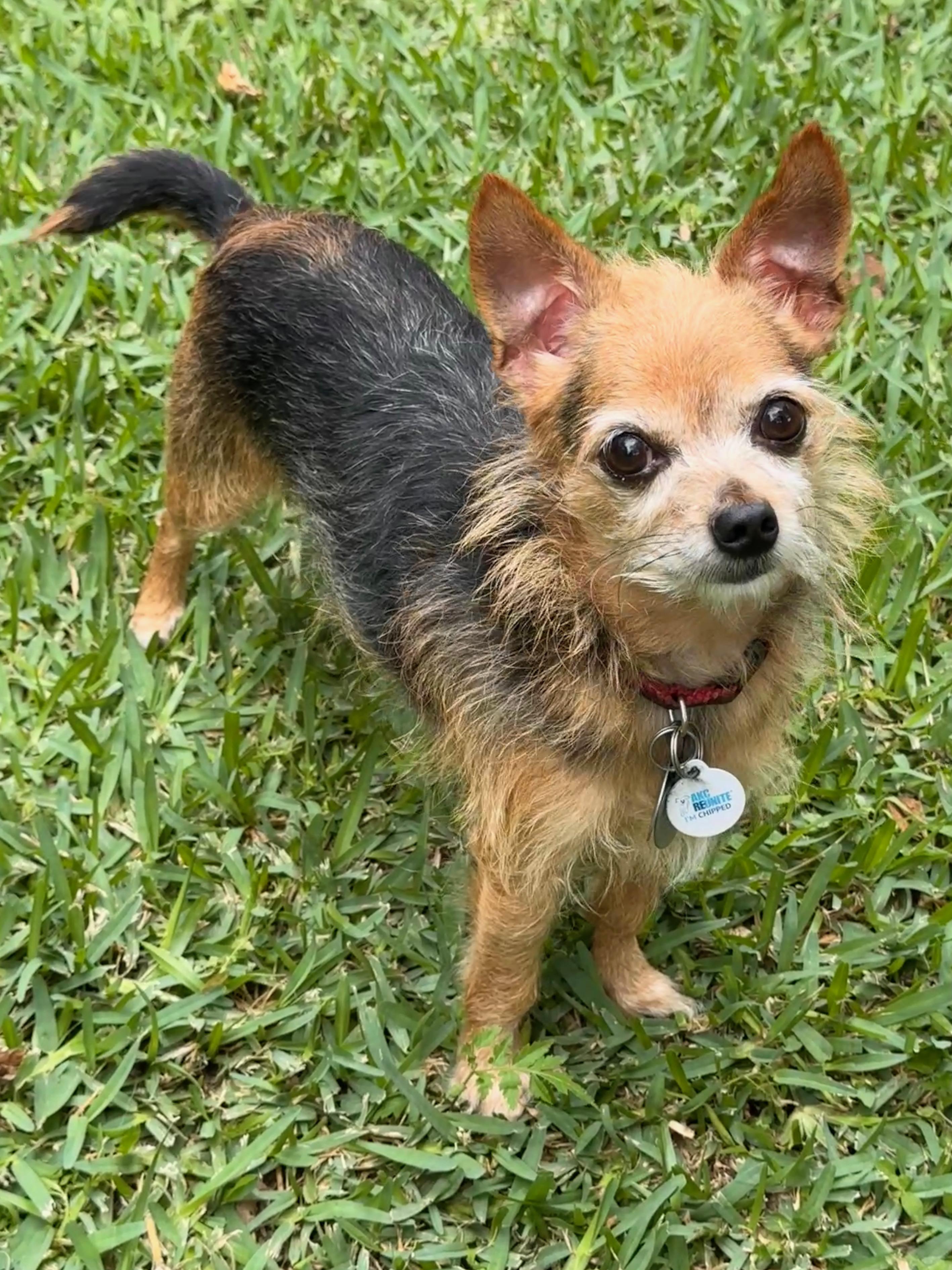 Enlarge Philippe, a ADOPTABLE mixed breed in Houston, TX image 2/6