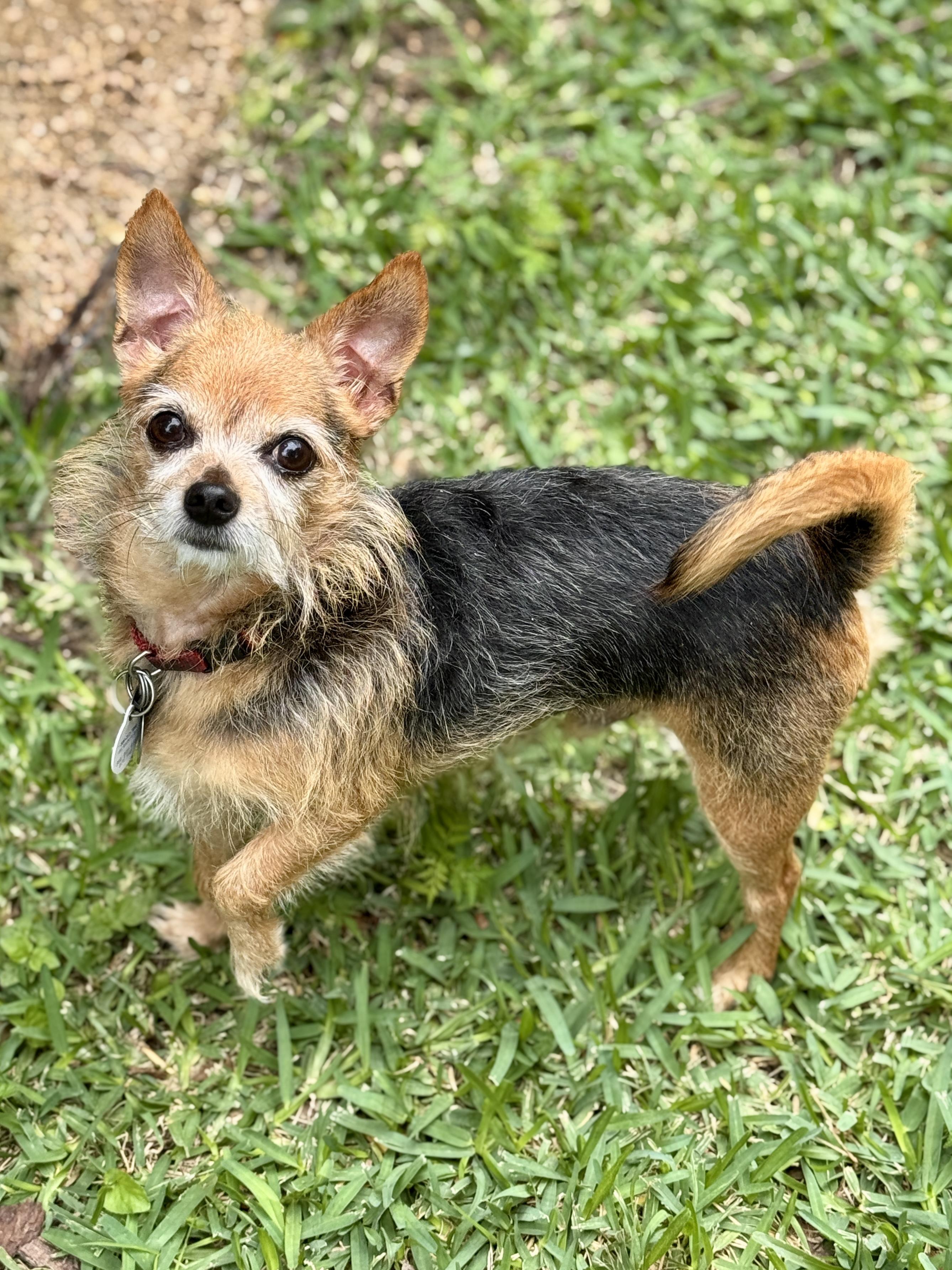 Enlarge Philippe, a ADOPTABLE mixed breed in Houston, TX image 1/6