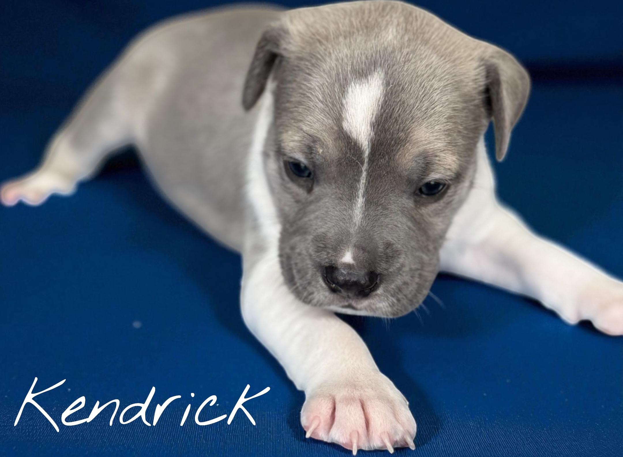 Kendrick, Adoptable, Puppy Male Bulldog.