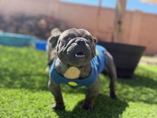 Enlarge Joplin, a Adopted French Bulldog in Mesa, AZ image 1/6