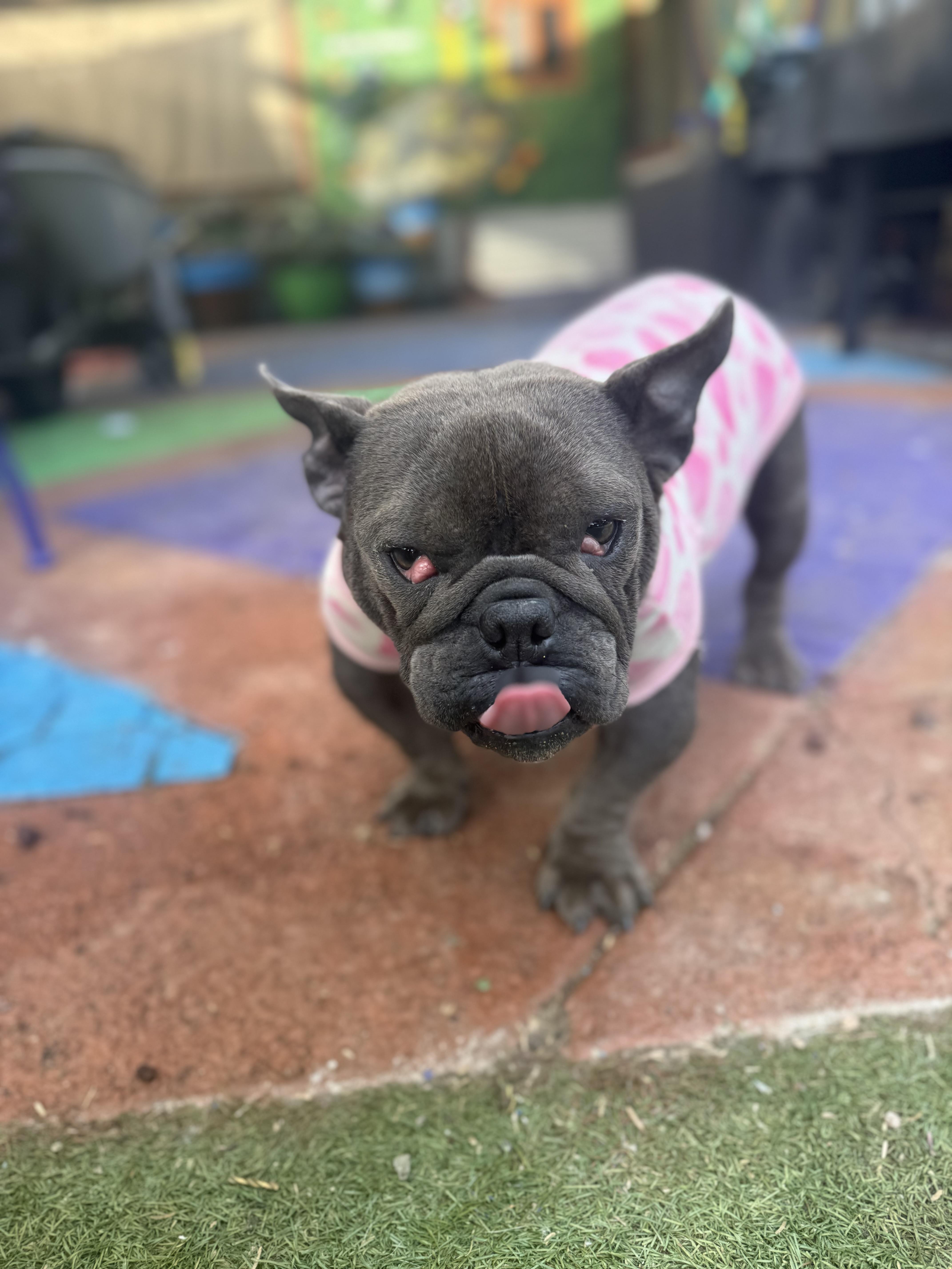Enlarge Joplin, a Adopted French Bulldog in Mesa, AZ image 2/6