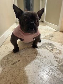 Enlarge Joplin, a Adopted French Bulldog in Mesa, AZ image 3/6