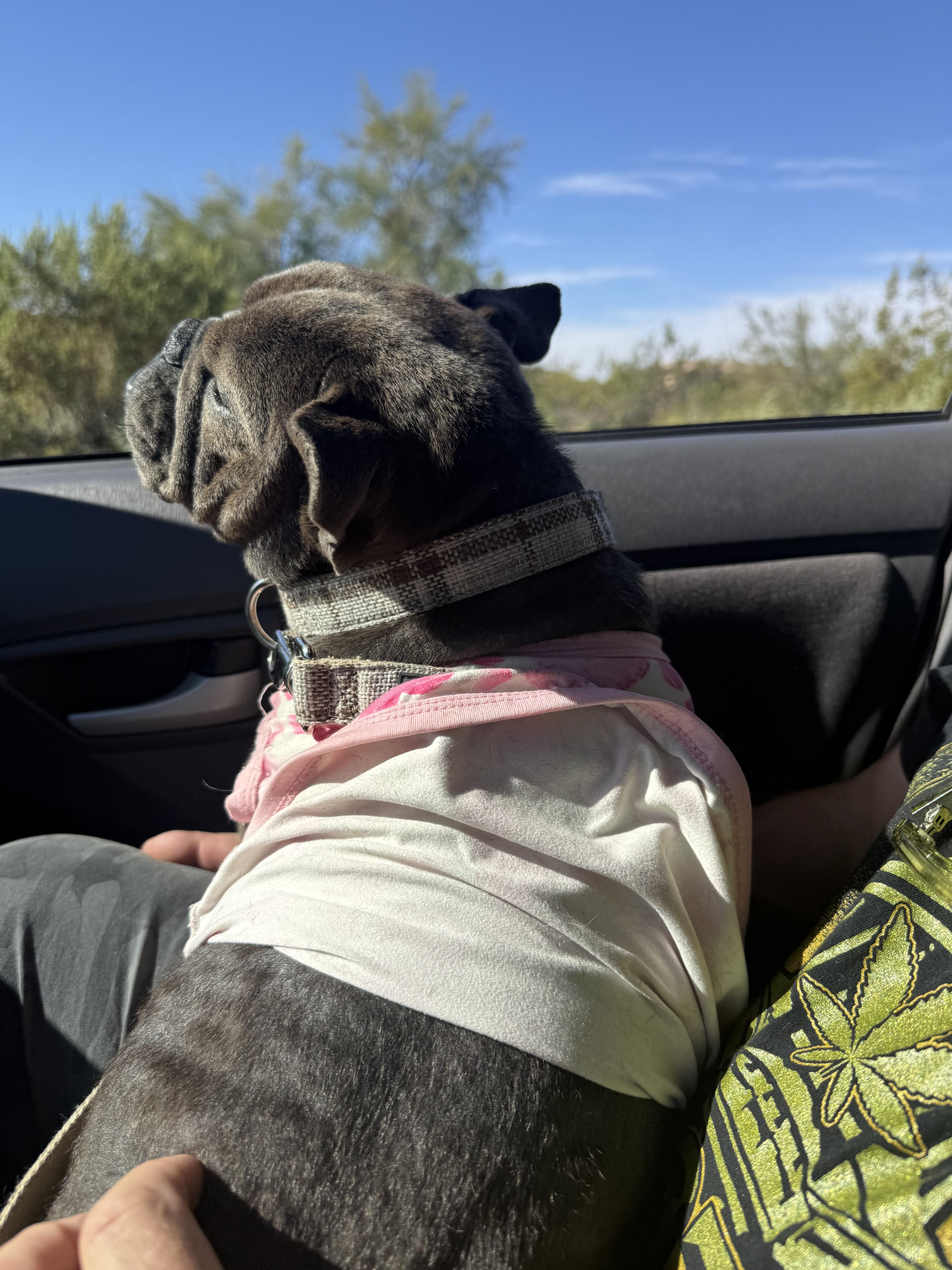 Enlarge Joplin, a Adopted French Bulldog in Mesa, AZ image 4/6