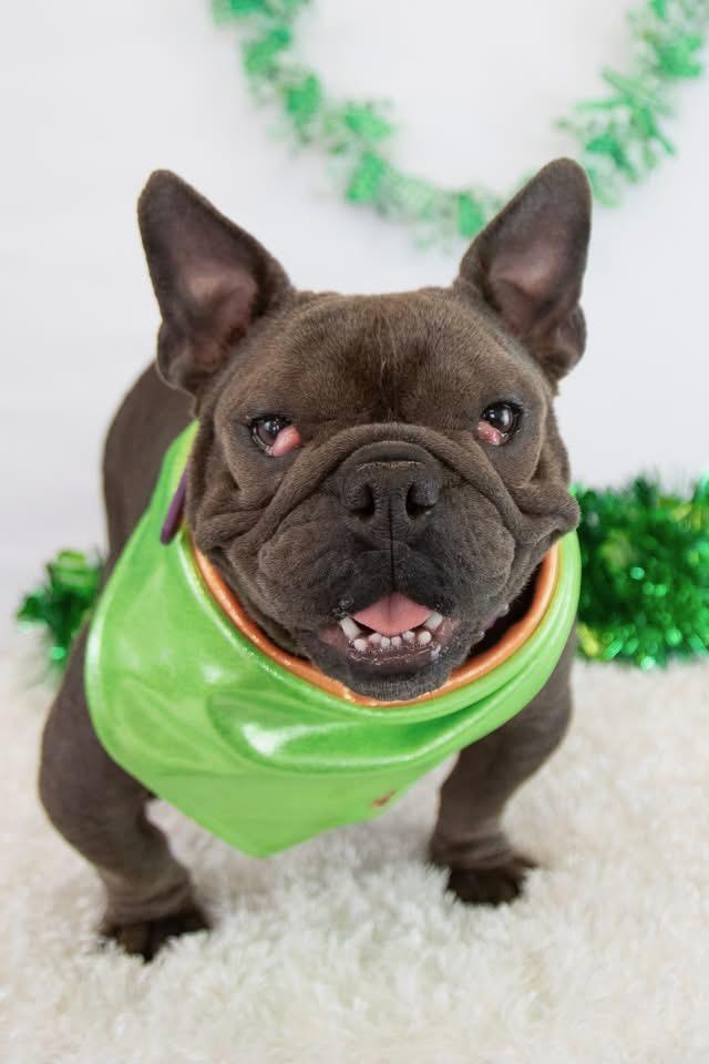 Enlarge Joplin, a Adopted French Bulldog in Mesa, AZ image 5/6