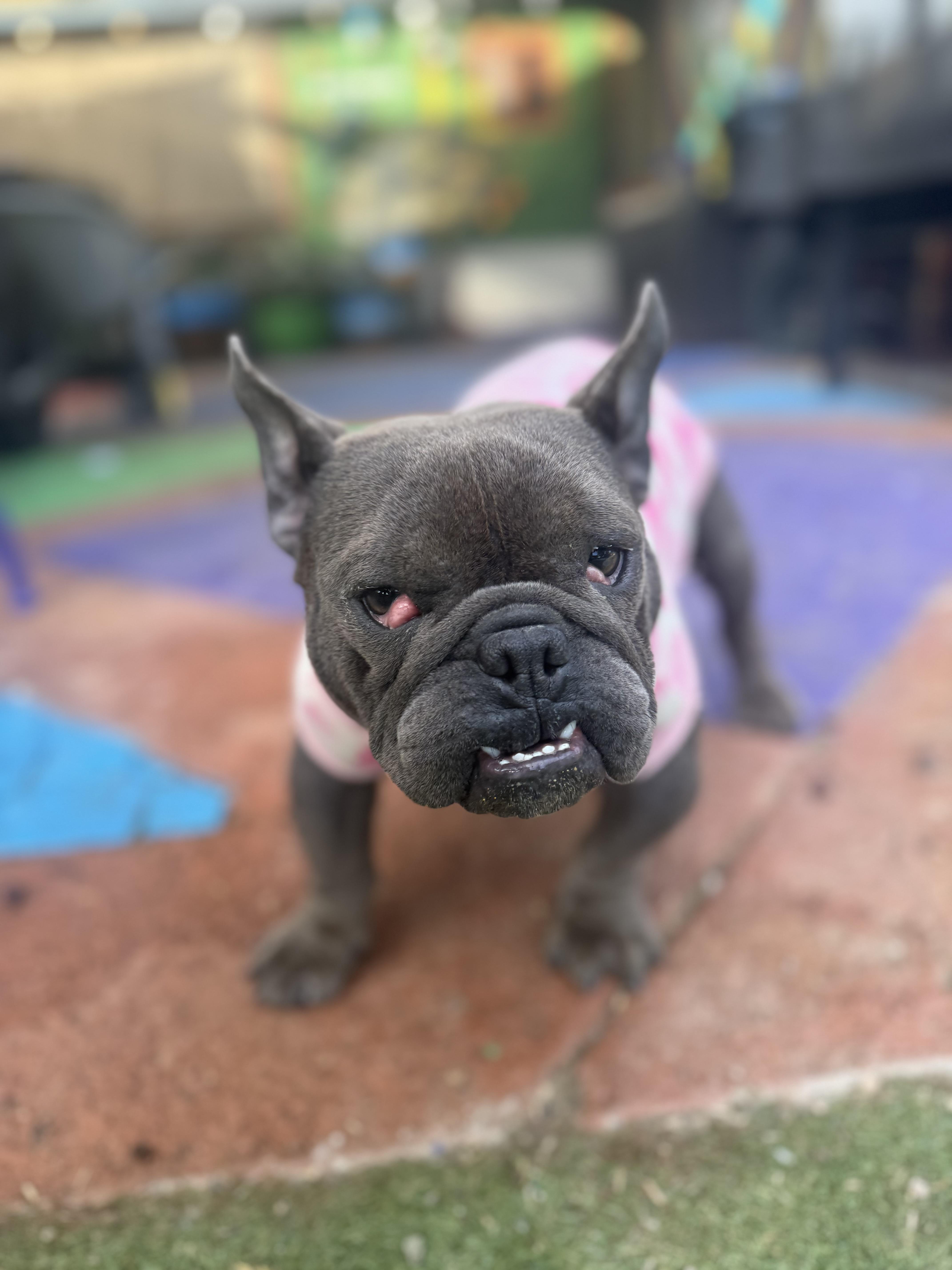 Enlarge Joplin, a Adopted French Bulldog in Mesa, AZ image 6/6