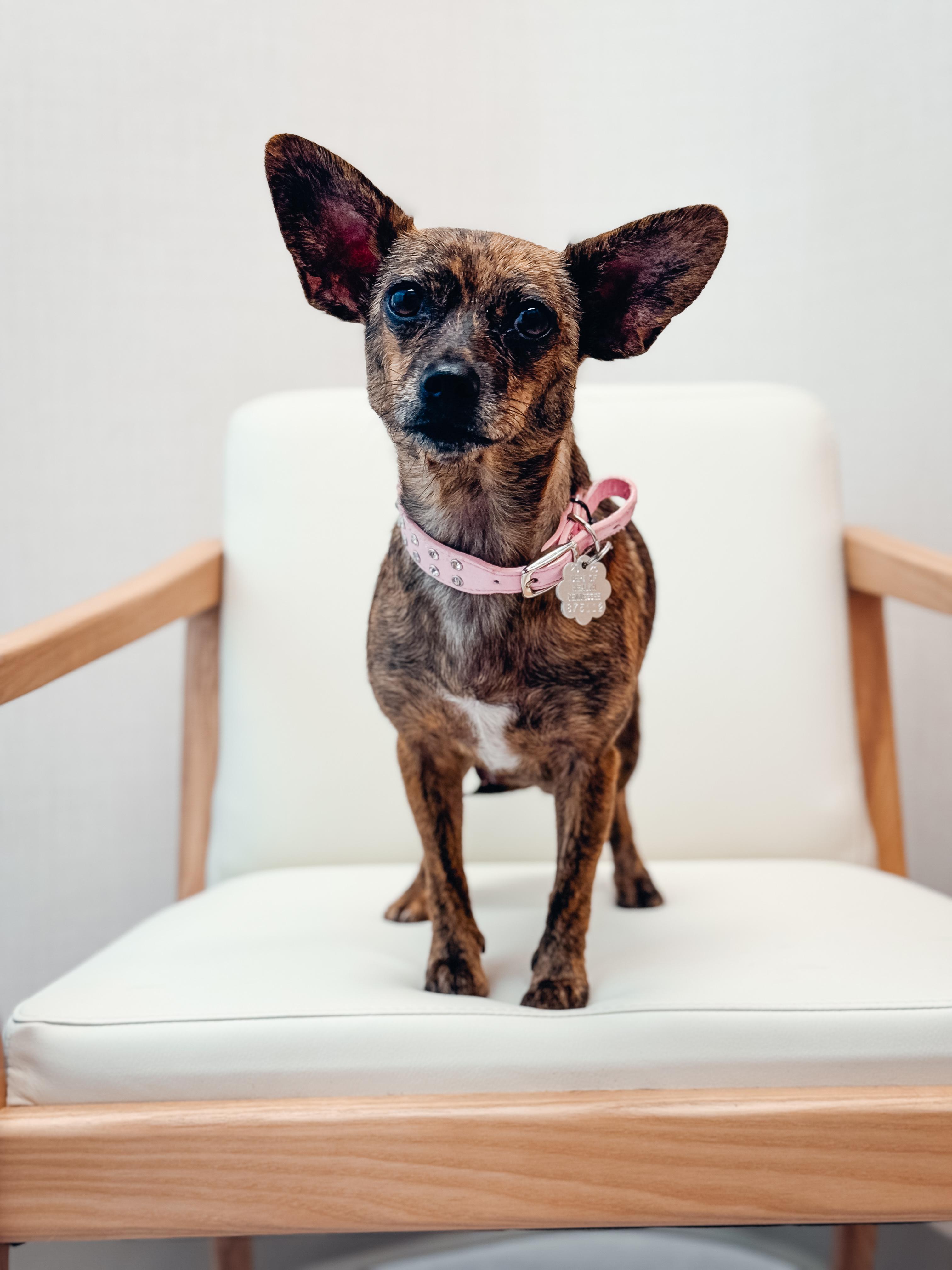 Ladybug, Adoptable, Young Female Chihuahua.