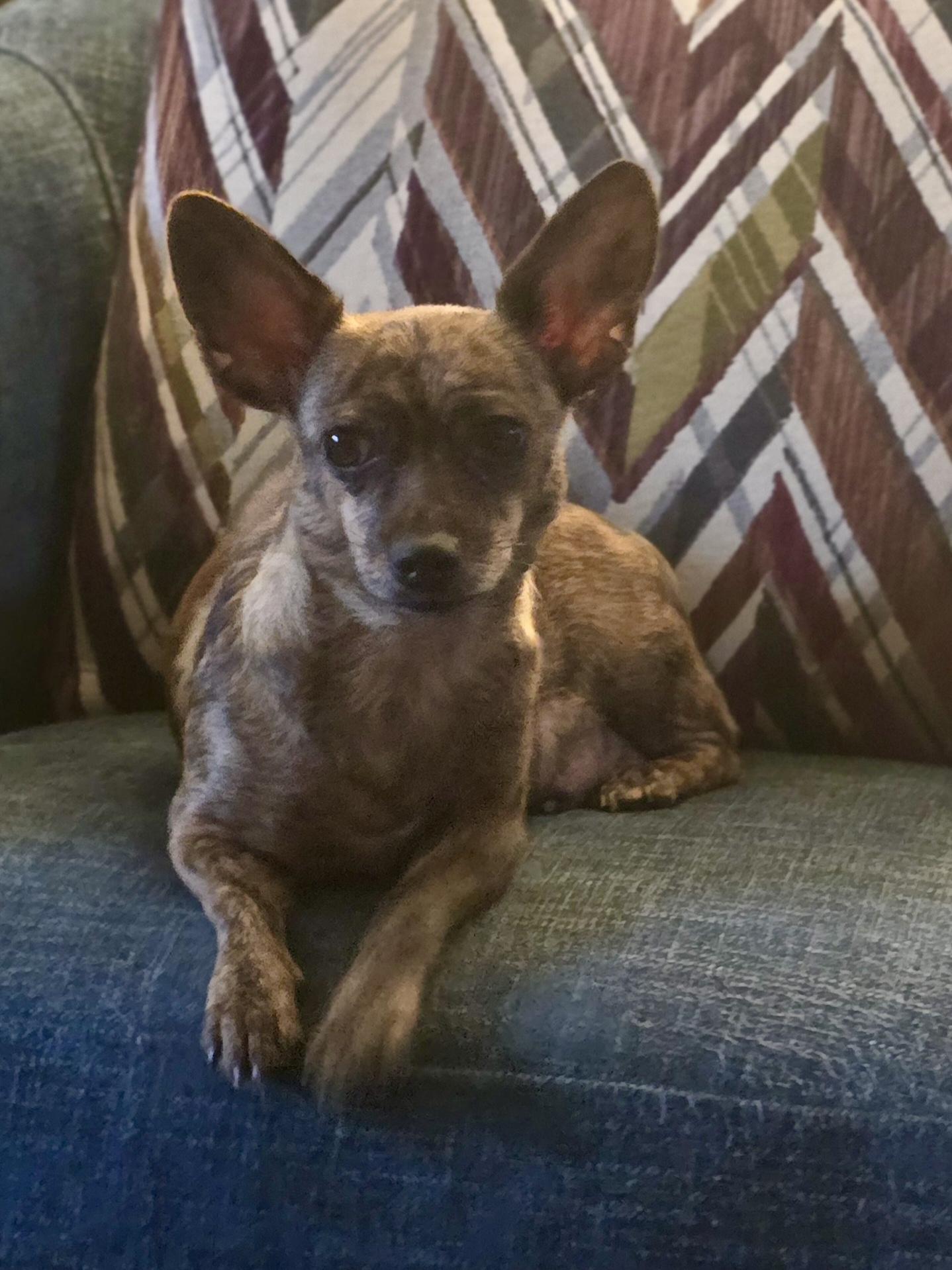 Ladybug, a Adoptable Chihuahua in Atlanta, GA image 2/5