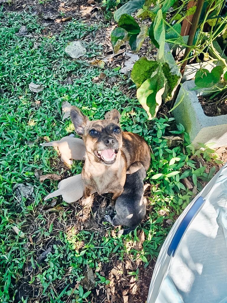 Ladybug, a Adoptable Chihuahua in Atlanta, GA image 5/5
