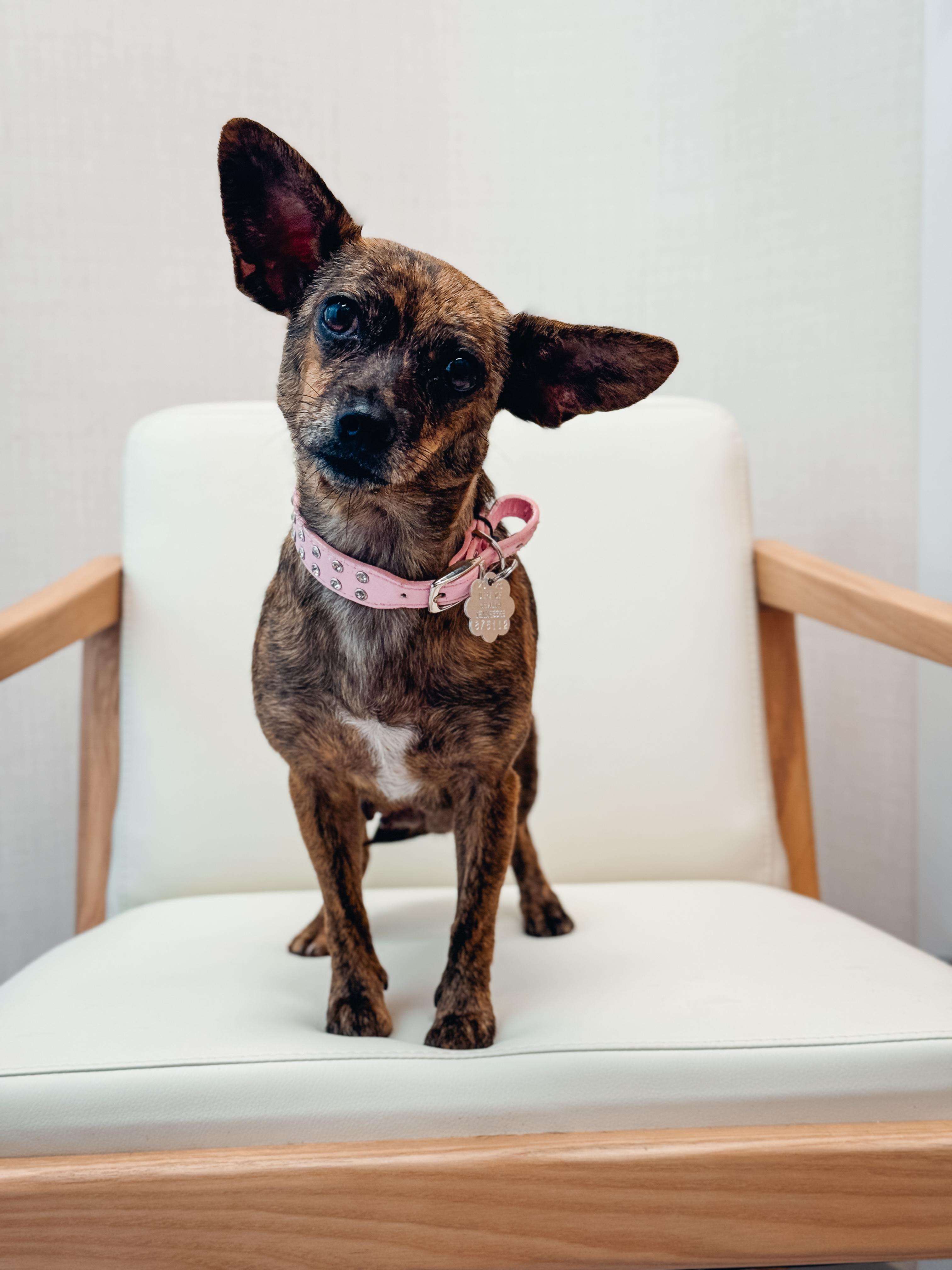 Ladybug, a Adoptable Chihuahua in Atlanta, GA image 4/5