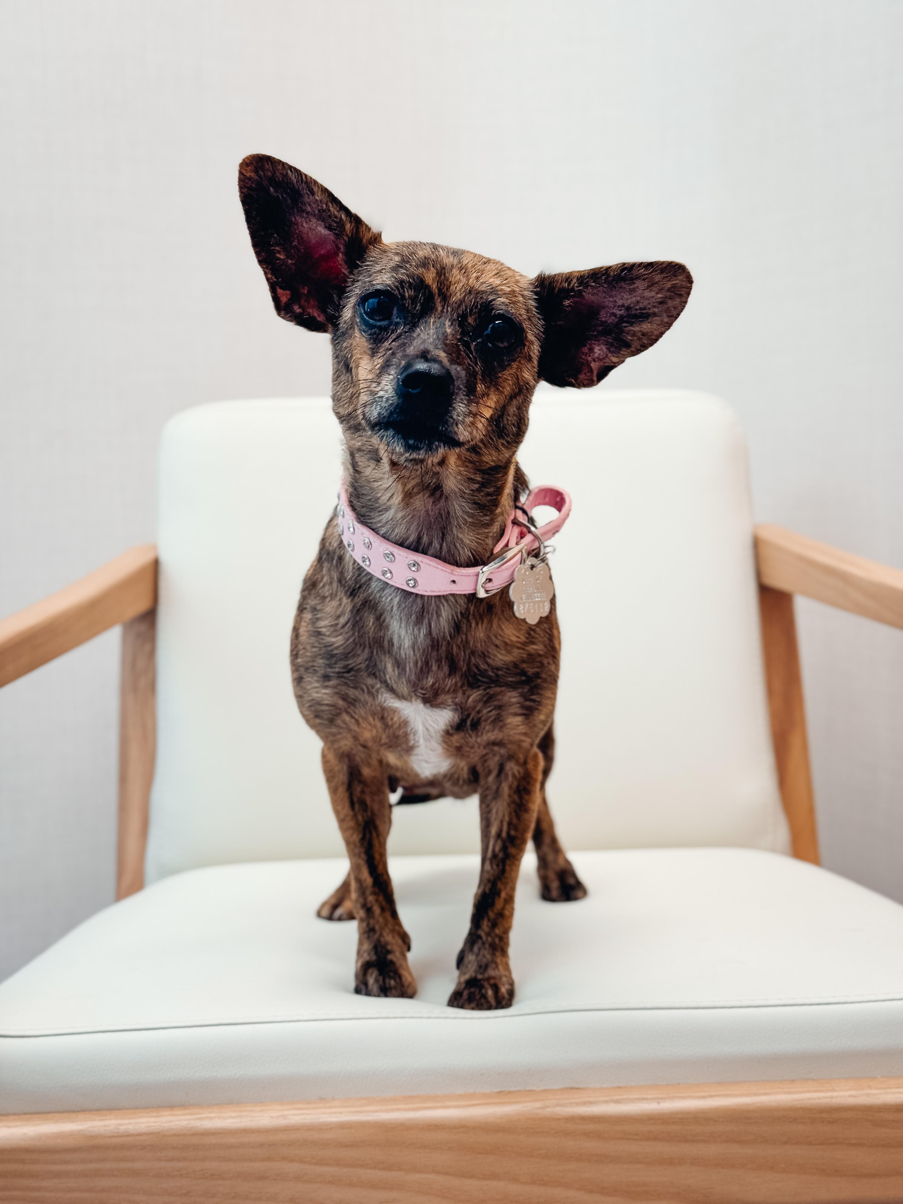 Ladybug, a Adoptable Chihuahua in Atlanta, GA image 3/5