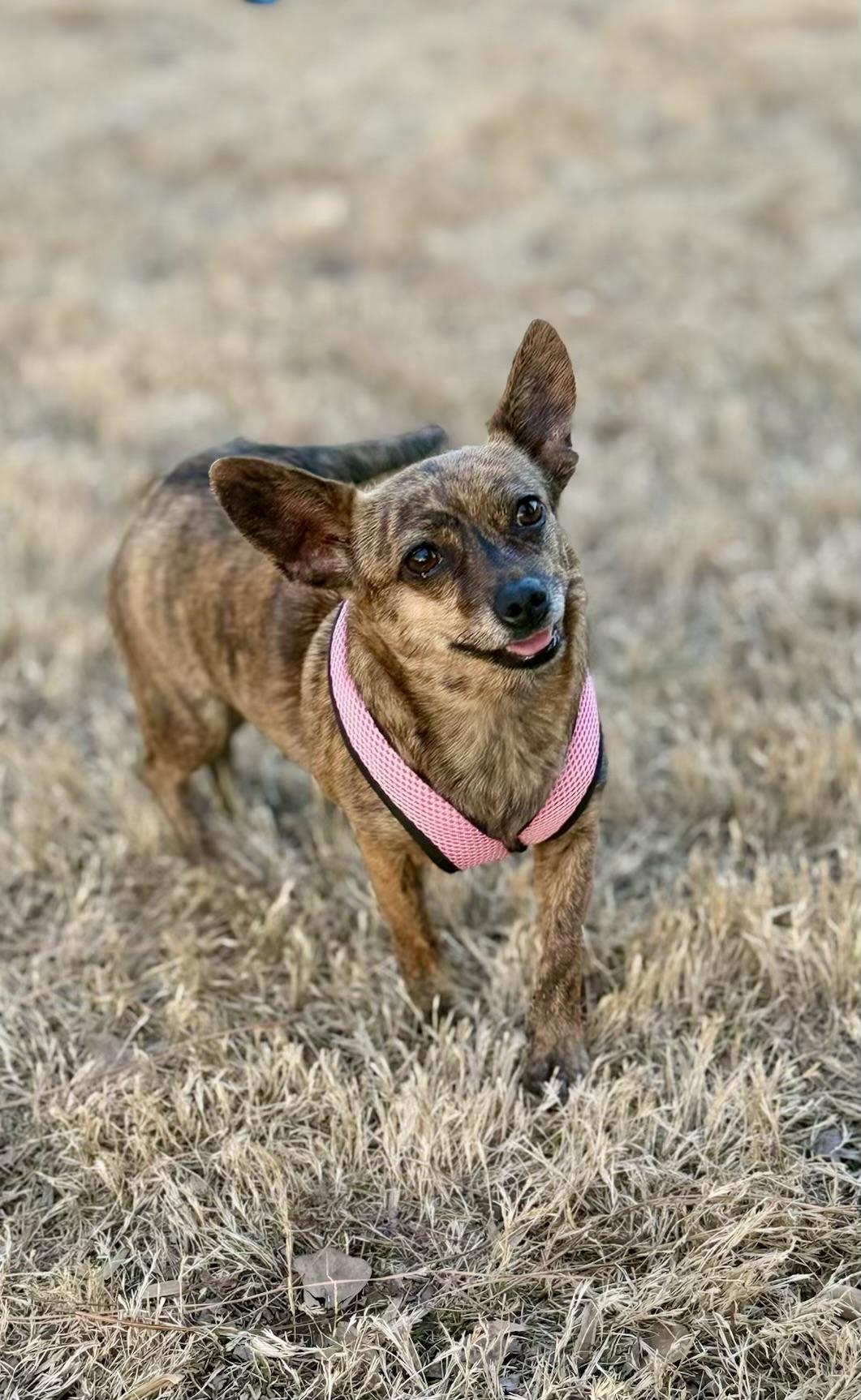 Enlarge Ladybug, a Adoptable mixed breed in Atlanta, GA image 1/5