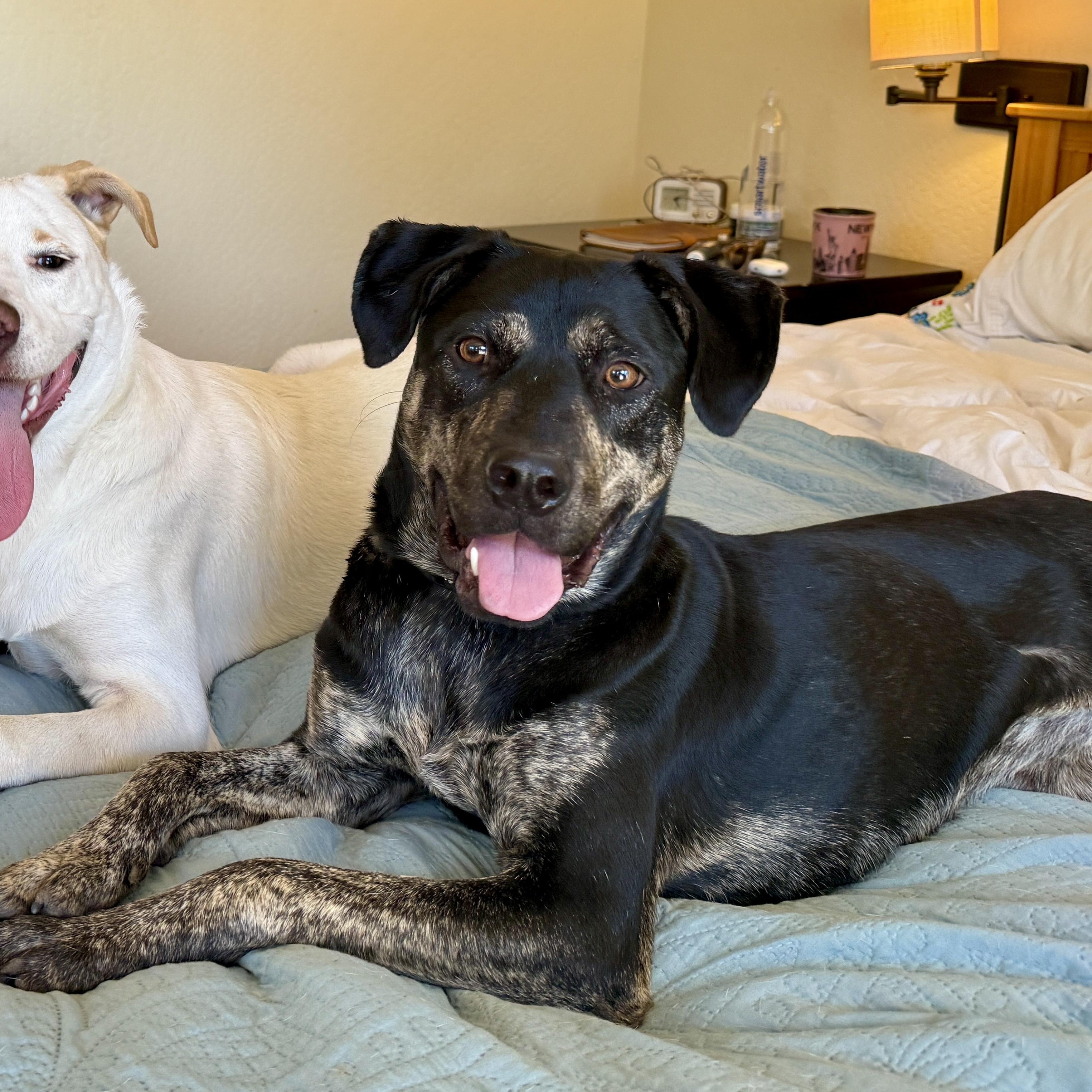 Enlarge Snickerdoodle, a Adoptable mixed breed in Los Gatos, CA image 1/6