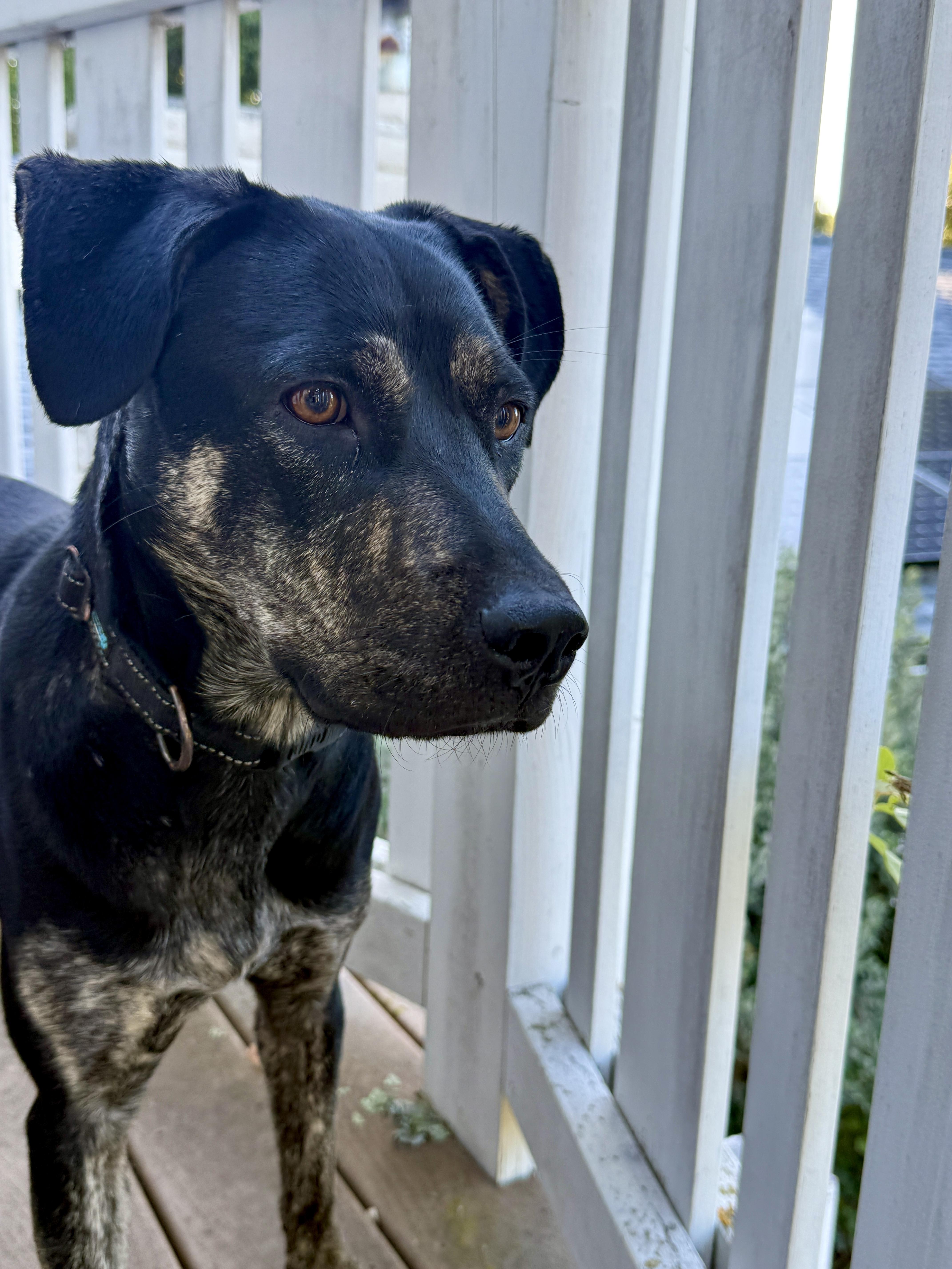 Enlarge Snickerdoodle, a Adoptable mixed breed in Los Gatos, CA image 4/6