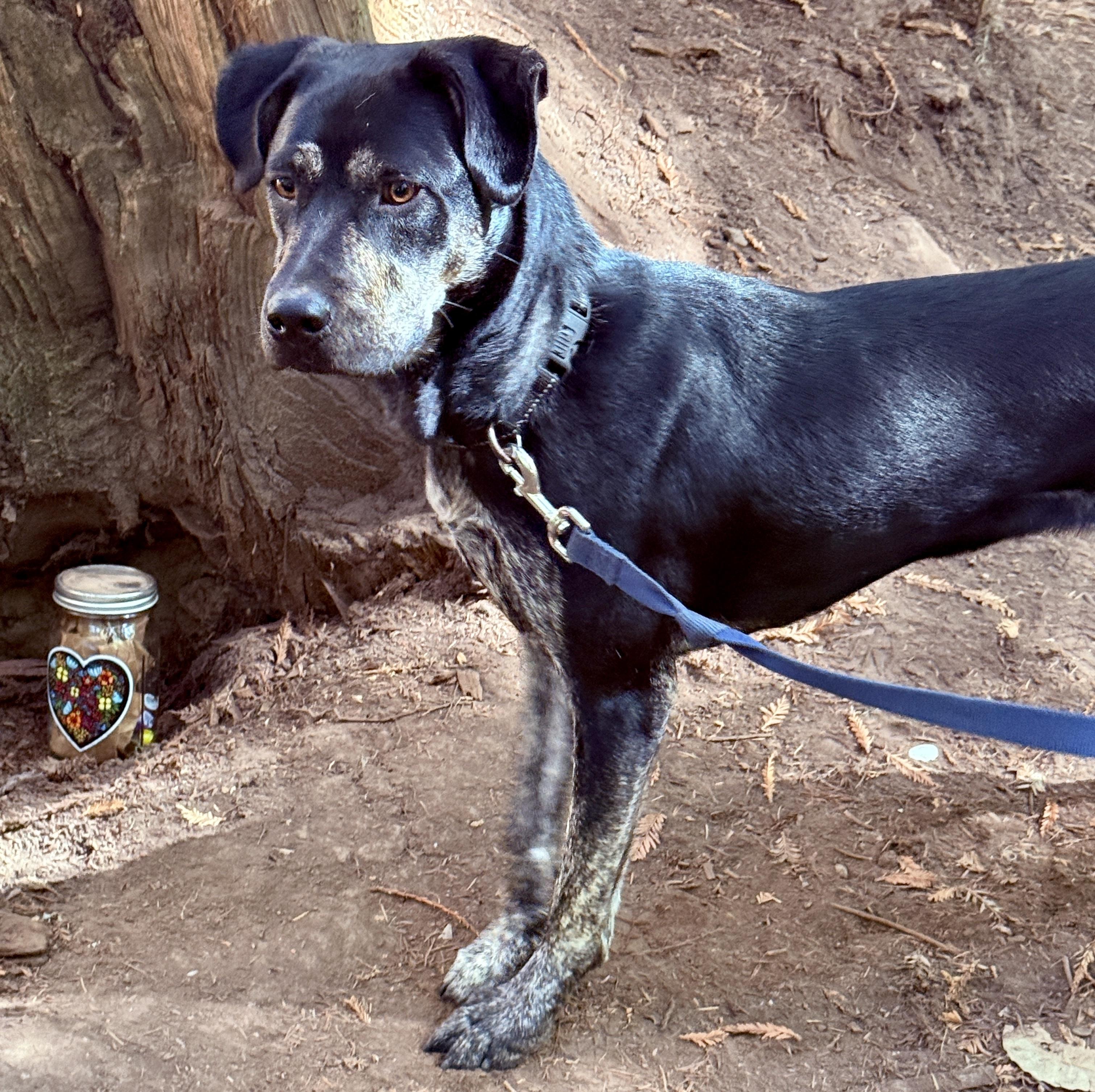 Enlarge Snickerdoodle, a Adoptable mixed breed in Los Gatos, CA image 2/6