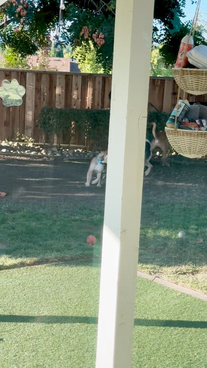 Enlarge Snickerdoodle, a Adoptable mixed breed in Los Gatos, CA video 5/6