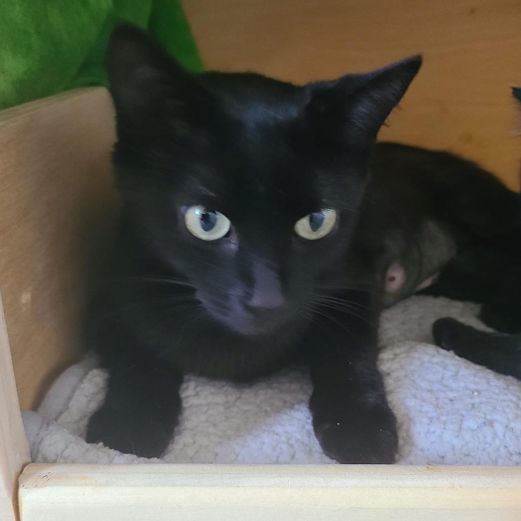 Gemini, Adoptable, Adult Female Domestic Short Hair.