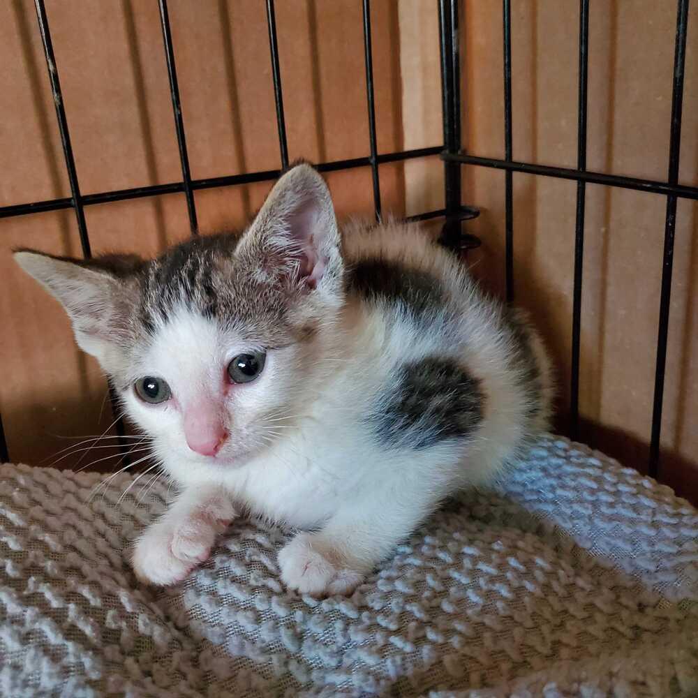 Milky Way, Adoptable, Kitten Female Domestic Short Hair.