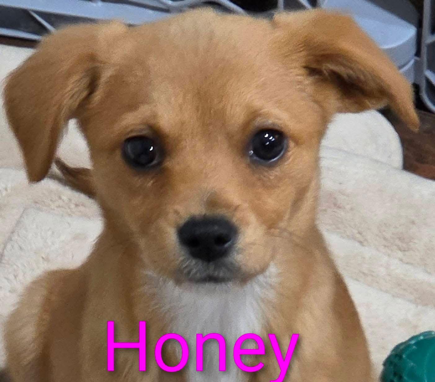 Enlarge Honey Priceless, a Adoptable mixed breed in Wakefield, RI image 1/3