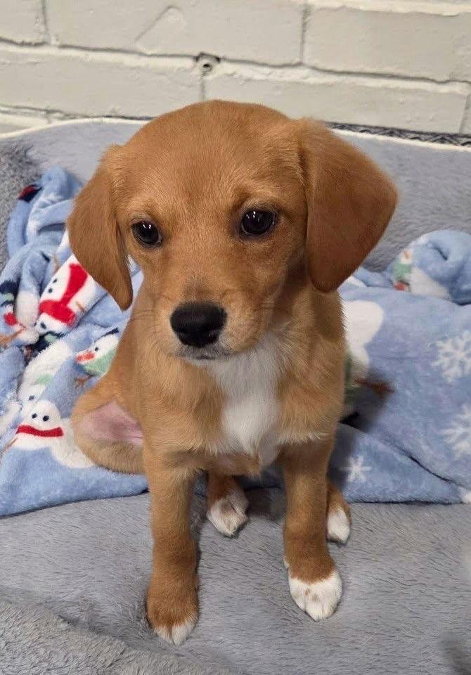 Honey Priceless thumbnail 2