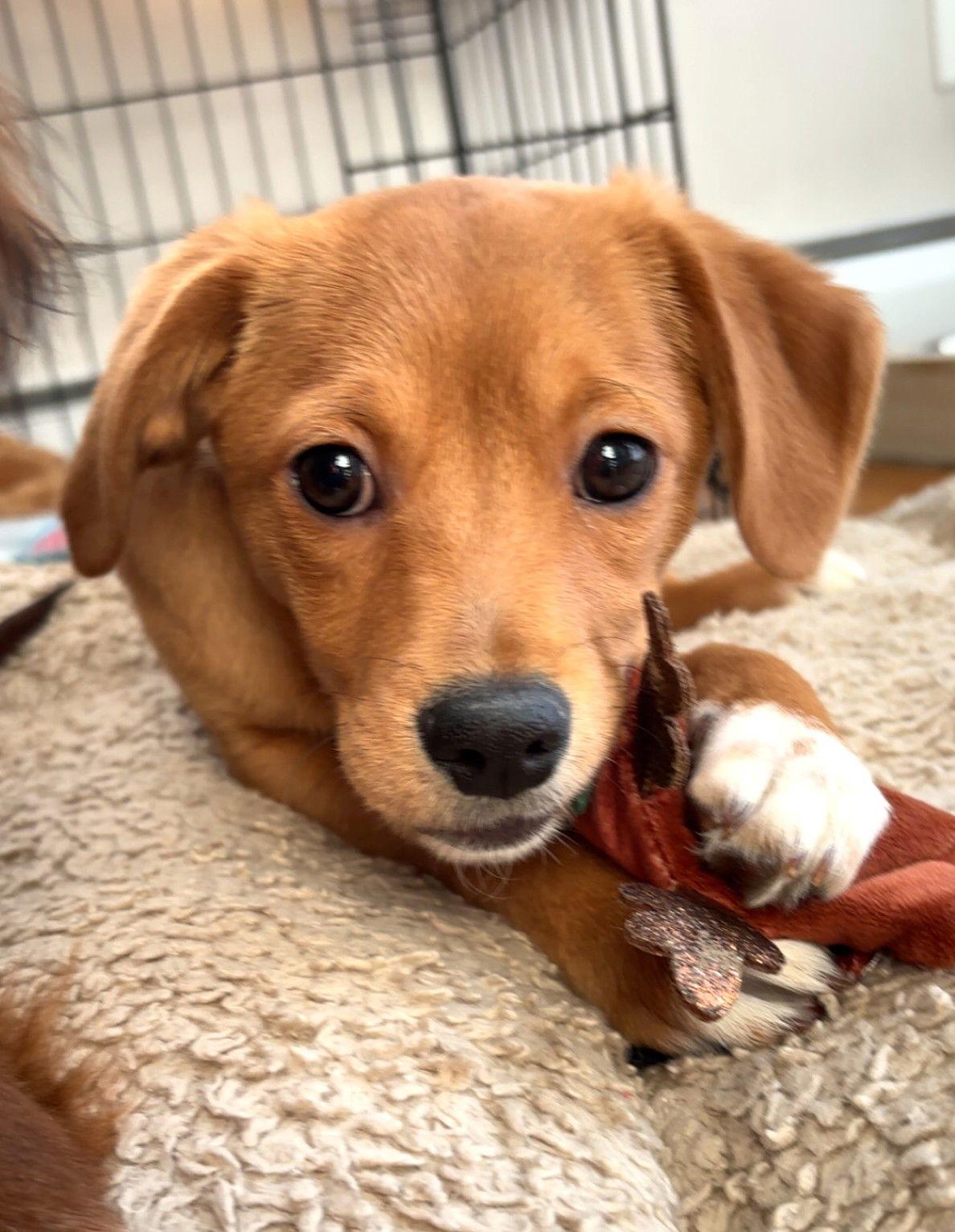 Honey Priceless *LOCAL*, Adoptable, Puppy Female Chihuahua & Terrier.