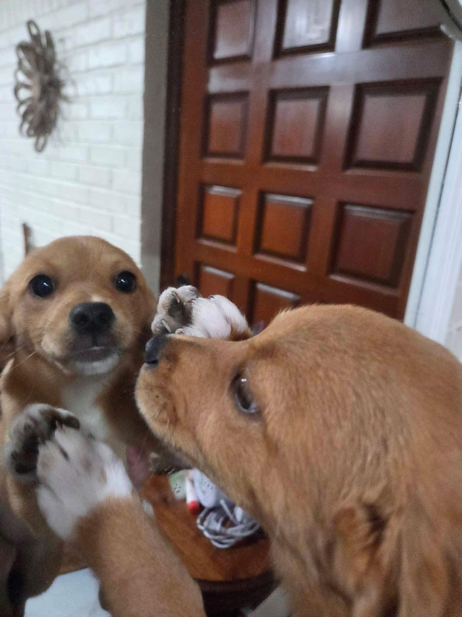 Honey Priceless thumbnail 3