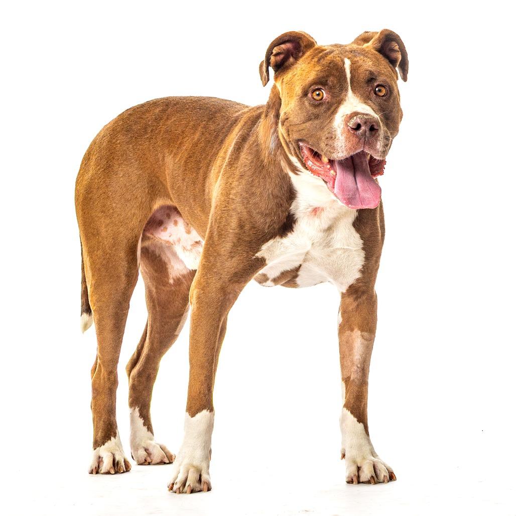Snyder, Adoptable, Adult Male Pit Bull Terrier & Boxer.