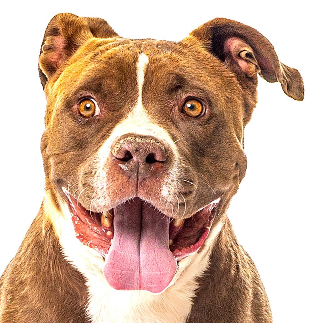 Snyder, a Adoptable mixed breed in Reno, NV image 2/6