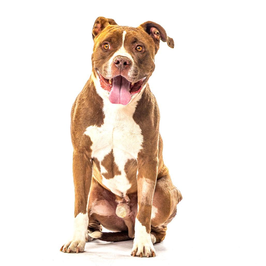 Snyder, a Adoptable mixed breed in Reno, NV image 3/6