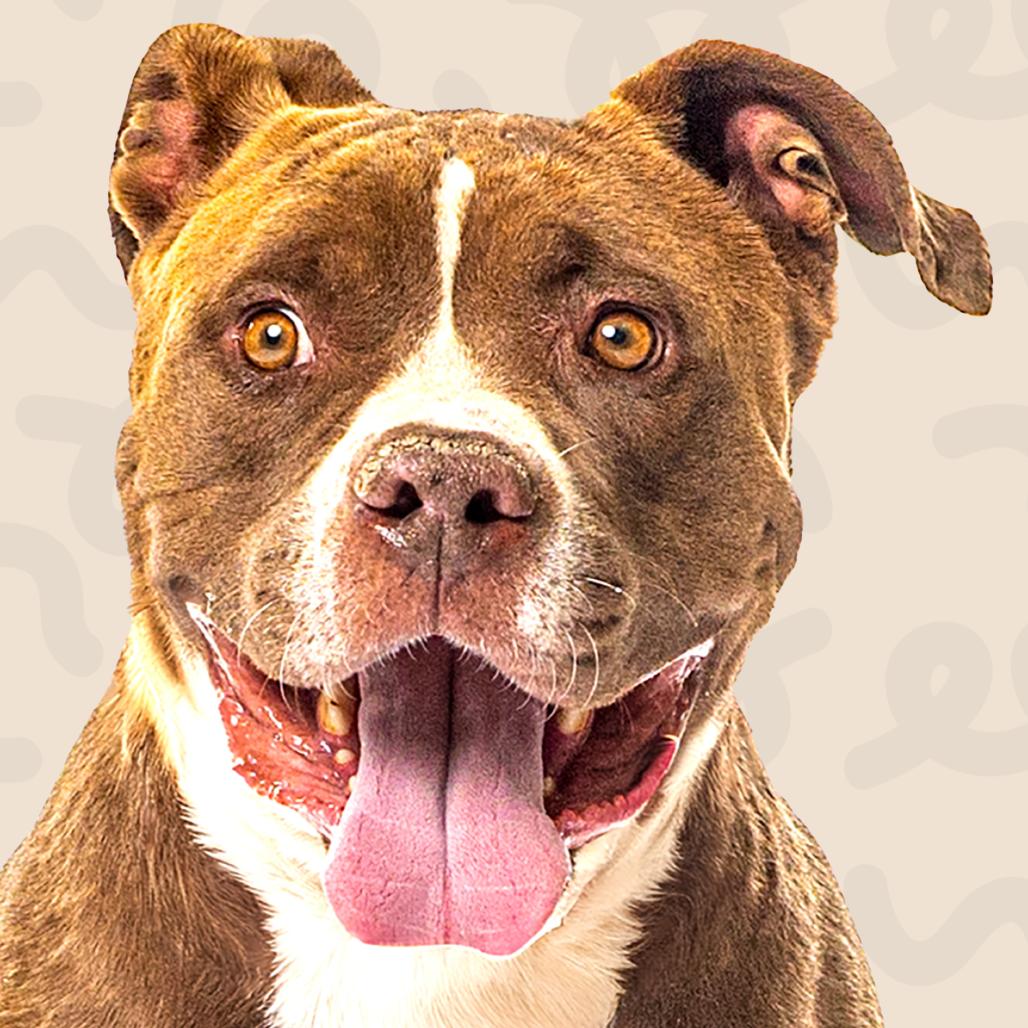 Snyder, a Adoptable mixed breed in Reno, NV image 4/6