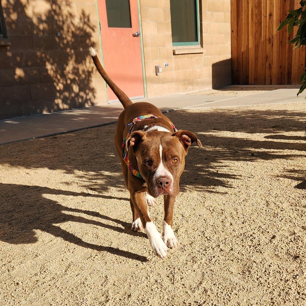 Snyder, a Adoptable mixed breed in Reno, NV image 5/6