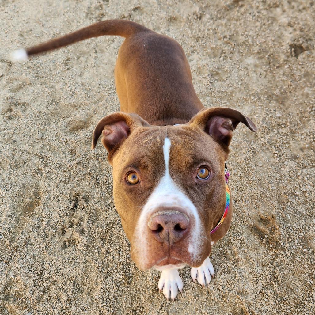 Snyder, a Adoptable mixed breed in Reno, NV image 6/6