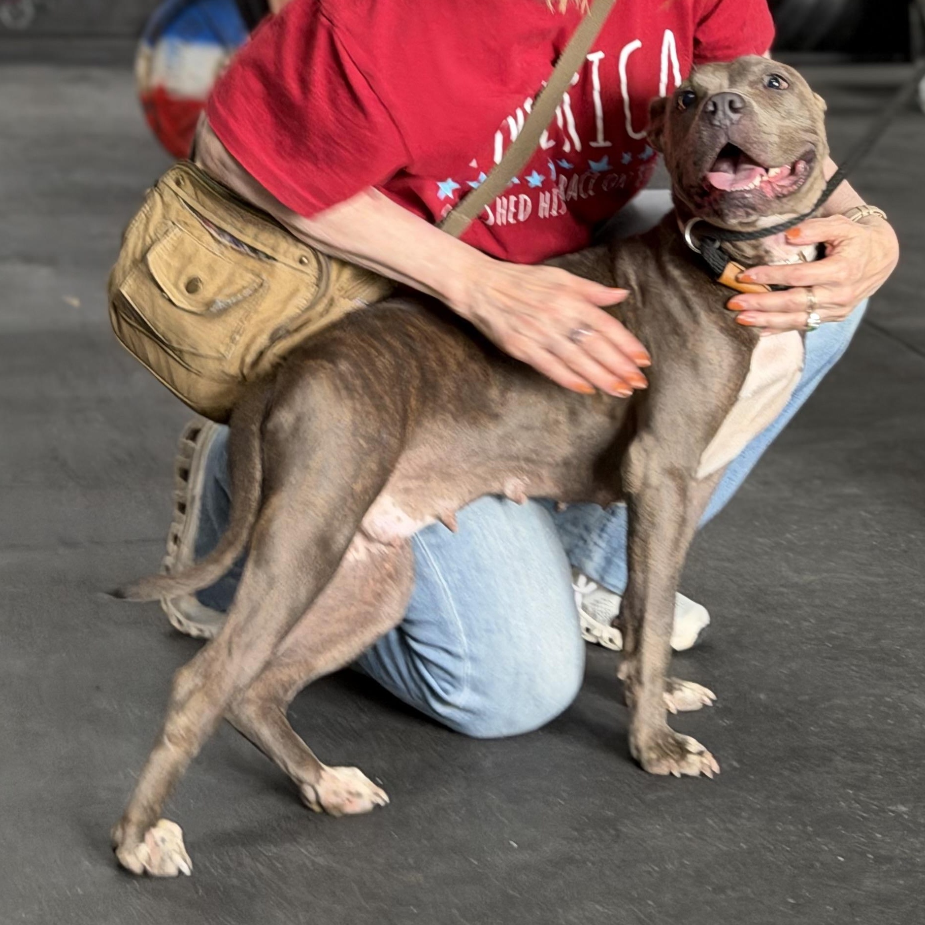 Lady A A2026477, Adoptable, Adult Female Pit Bull Terrier.