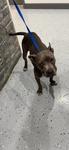 Enlarge Lady A A2026477, a Adoptable Pit Bull Terrier in Sherman, TX image 1/1