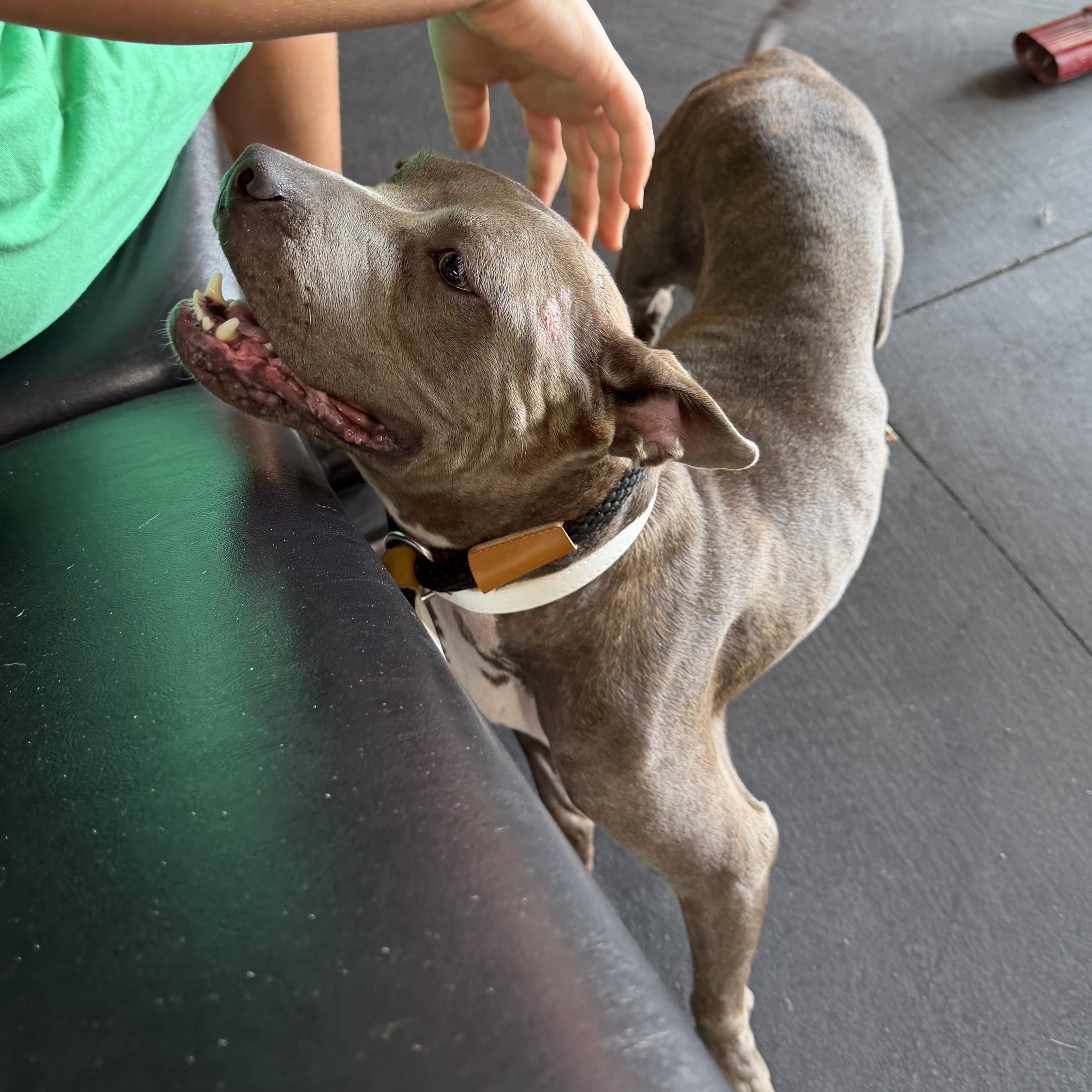 Enlarge Lady A A2026477, a Adoptable Pit Bull Terrier in Sherman, TX image 2/4