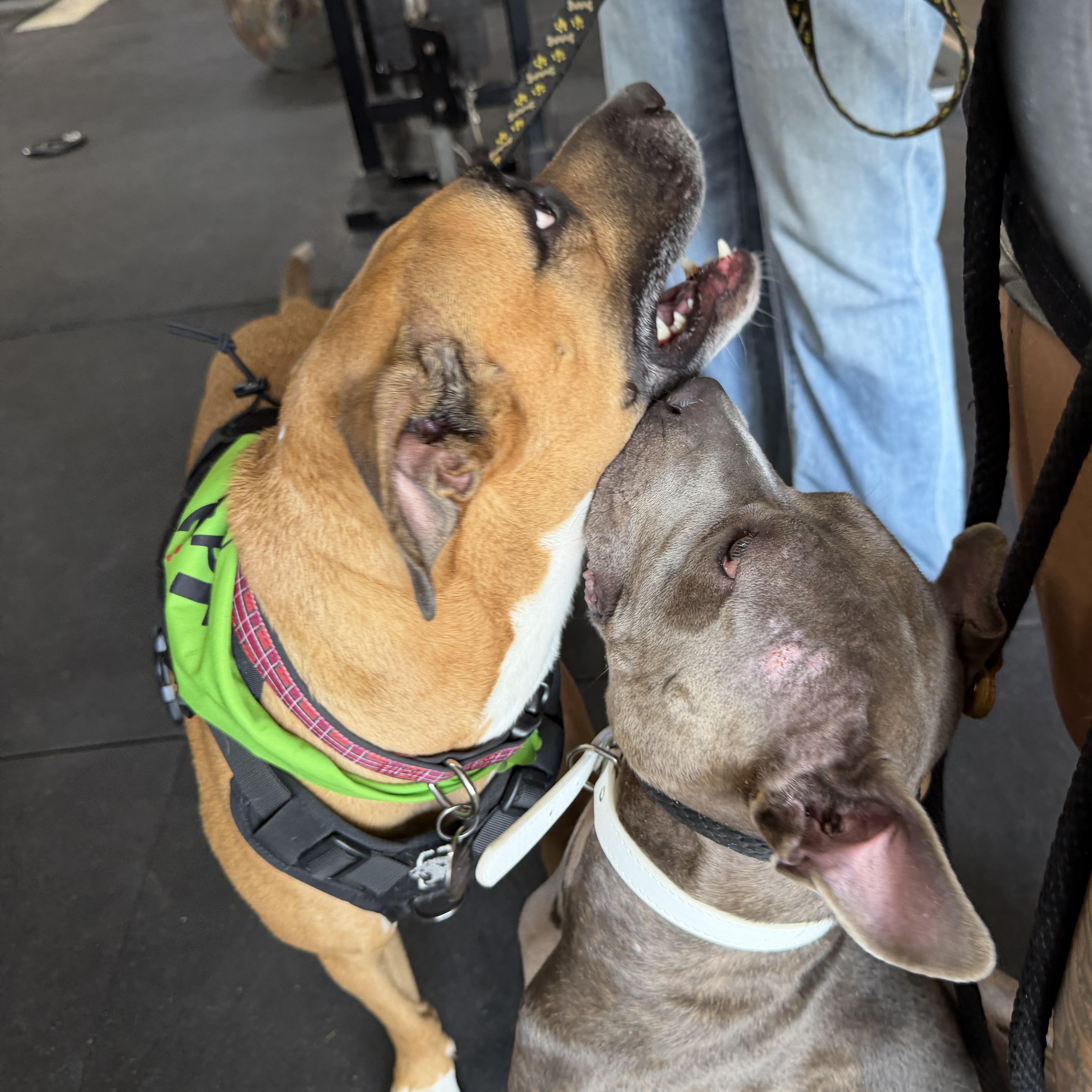 Enlarge Lady A A2026477, a Adoptable Pit Bull Terrier in Sherman, TX image 3/4