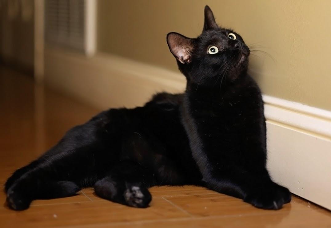 Enlarge Shadow and Sax (brother and sister), a Adoptable Domestic Long Hair in Asheville, NC image 3/5