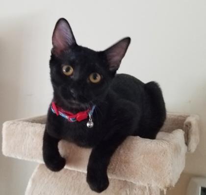 Blackjack, Adoptable, Kitten Male Domestic Medium Hair & Domestic Short Hair.