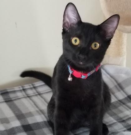 Blackjack, a Adoptable mixed breed in Elk Grove Village, IL image 2/3