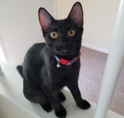 Blackjack, a Adoptable mixed breed in Elk Grove Village, IL image 3/3