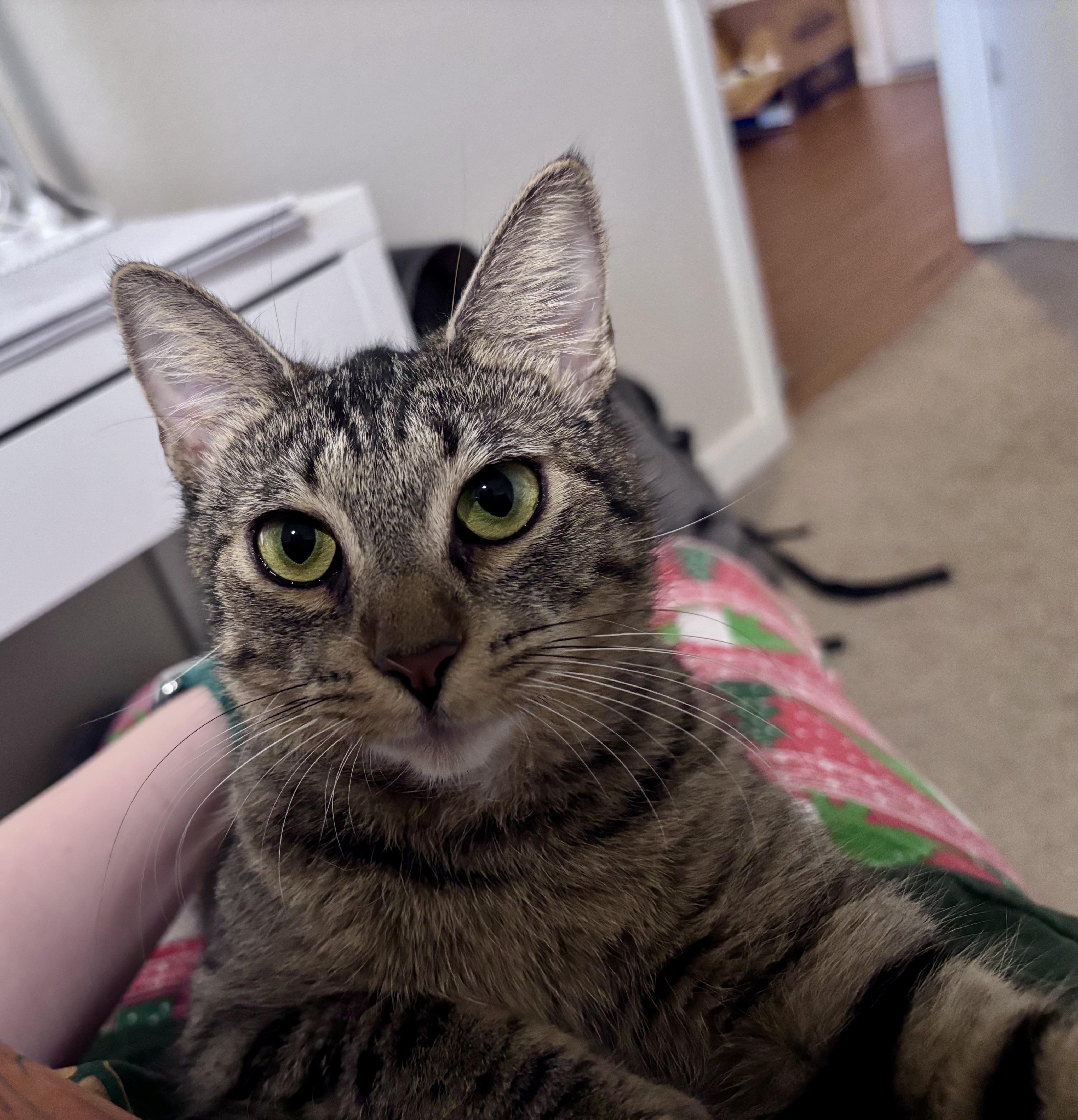 Enlarge Phoebe, a ADOPTABLE Domestic Short Hair in Davis, CA image 6/6