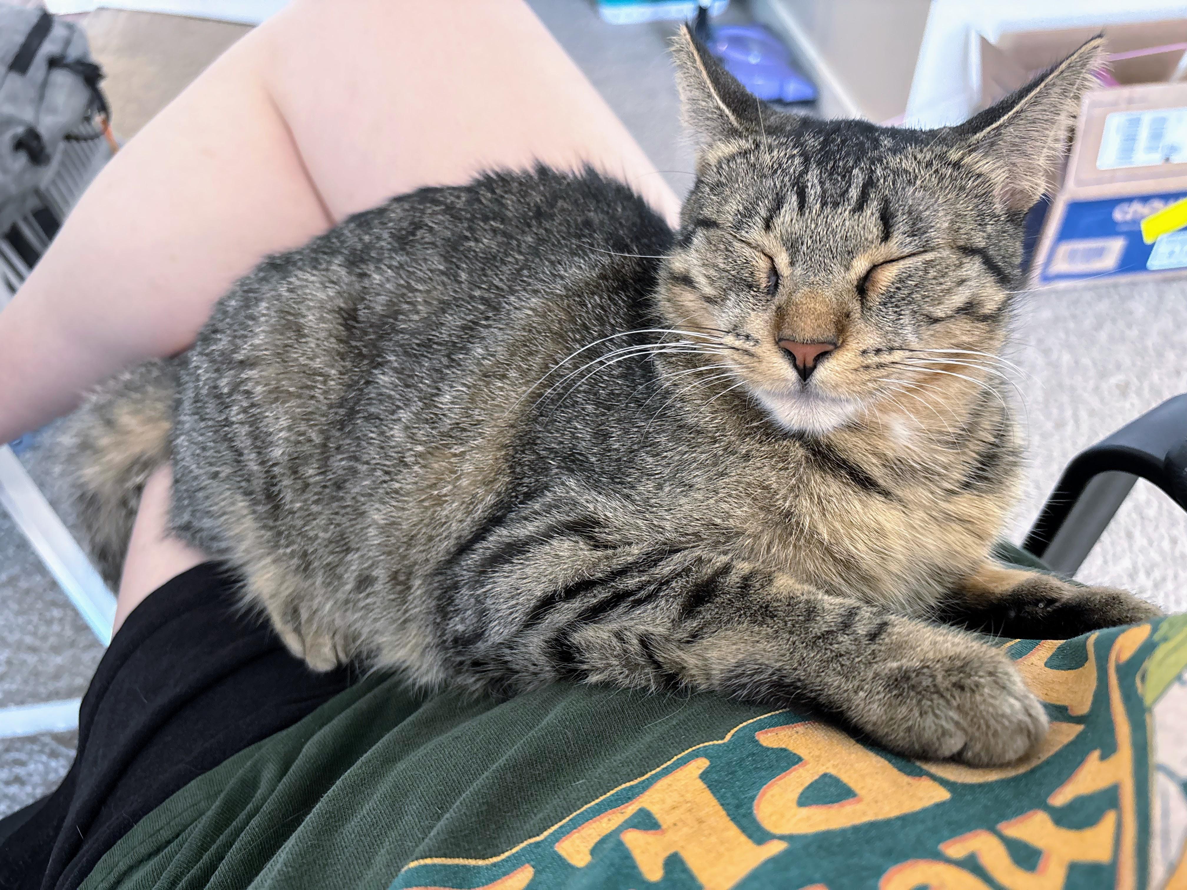 Enlarge Phoebe, a ADOPTABLE Domestic Short Hair in Davis, CA image 2/6