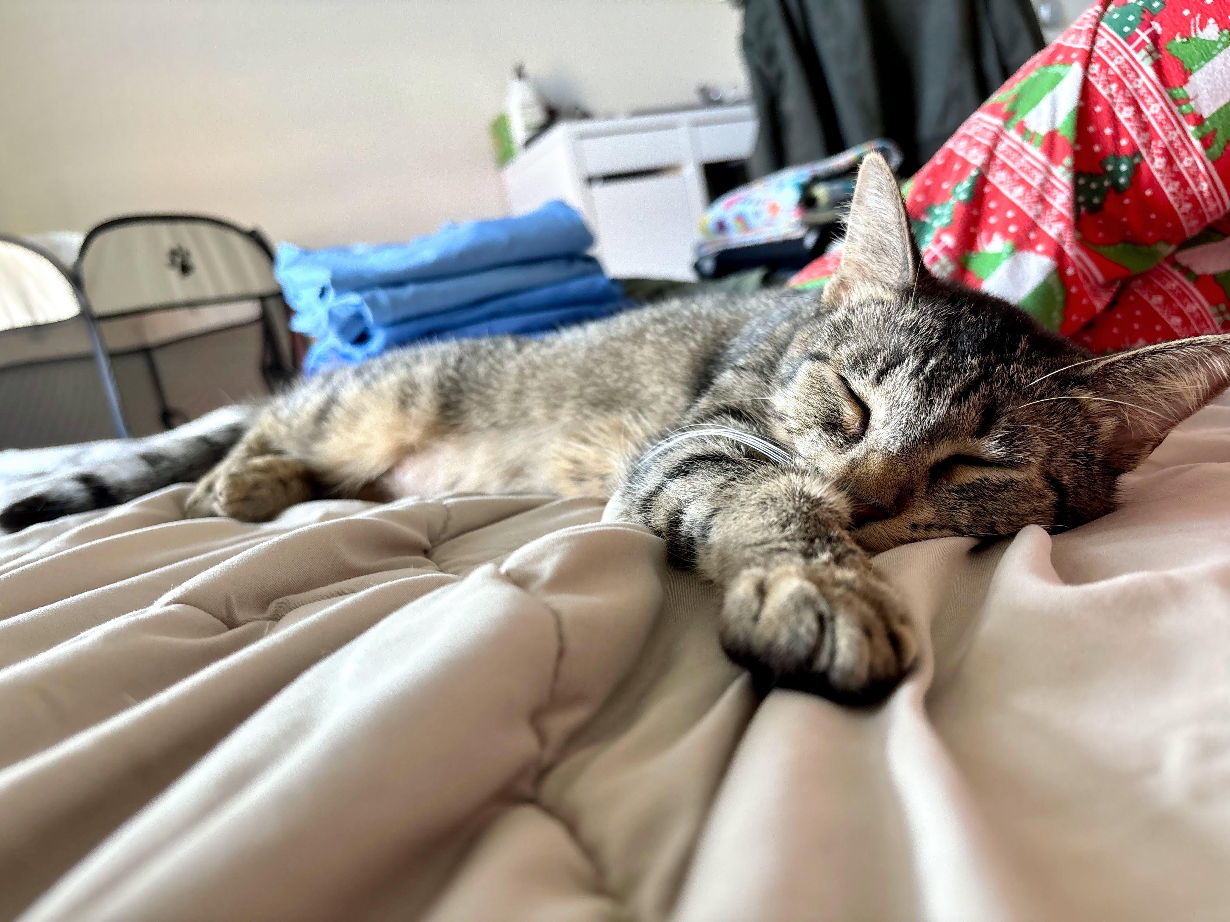 Enlarge Phoebe, a ADOPTABLE Domestic Short Hair in Davis, CA image 3/6