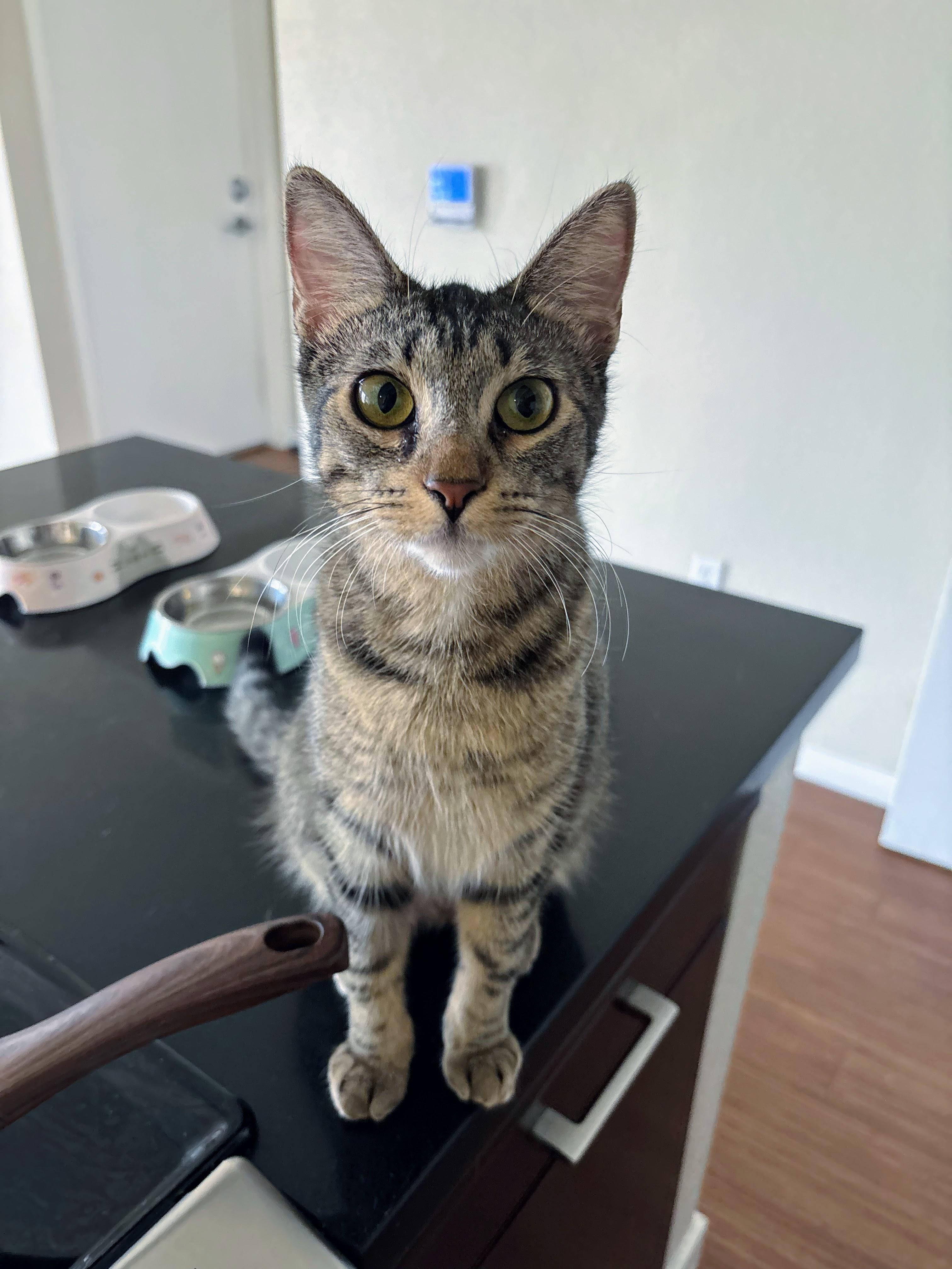 Enlarge Phoebe, a ADOPTABLE Domestic Short Hair in Davis, CA image 1/6