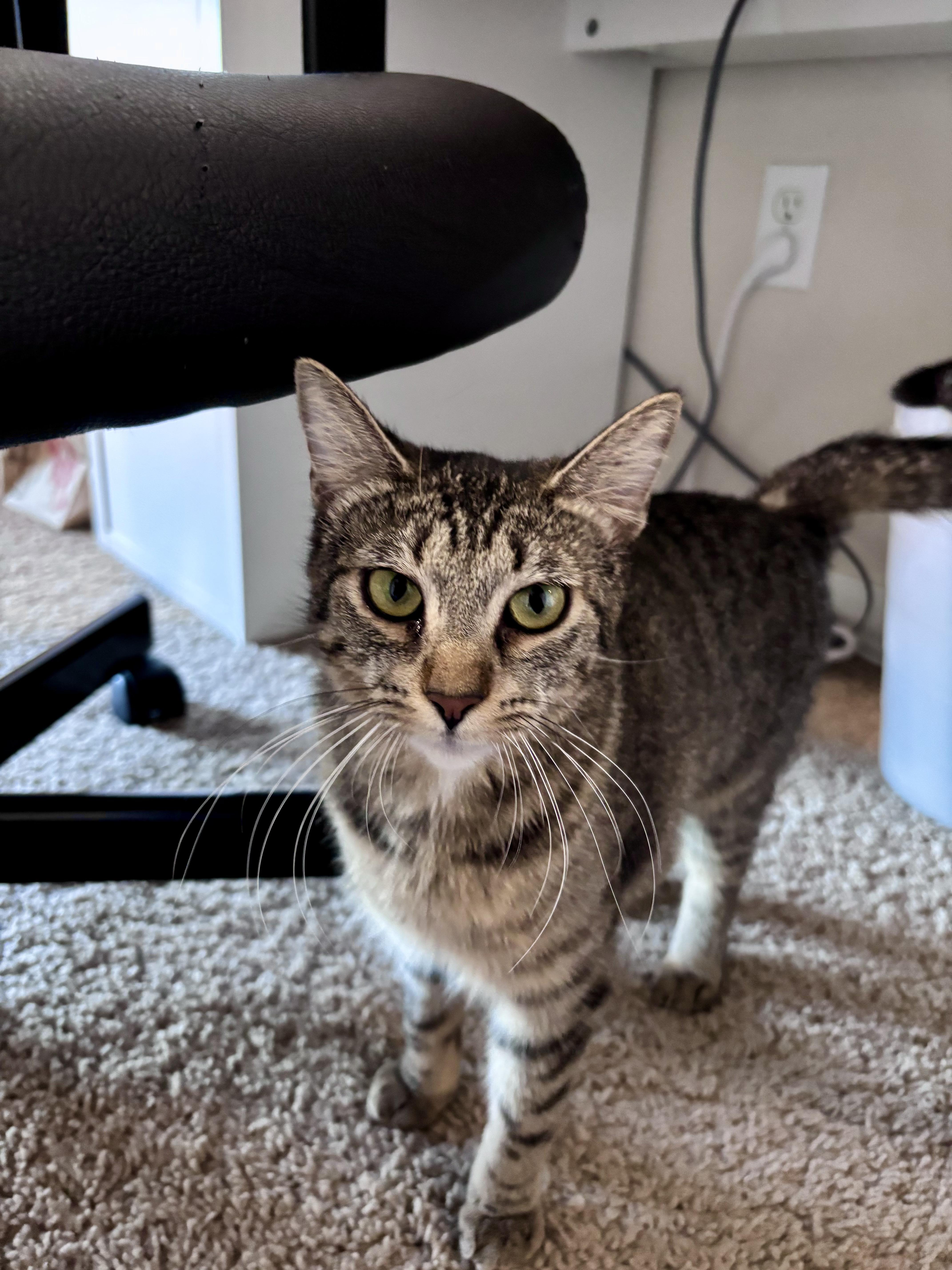 Enlarge Phoebe, a ADOPTABLE Domestic Short Hair in Davis, CA image 5/6