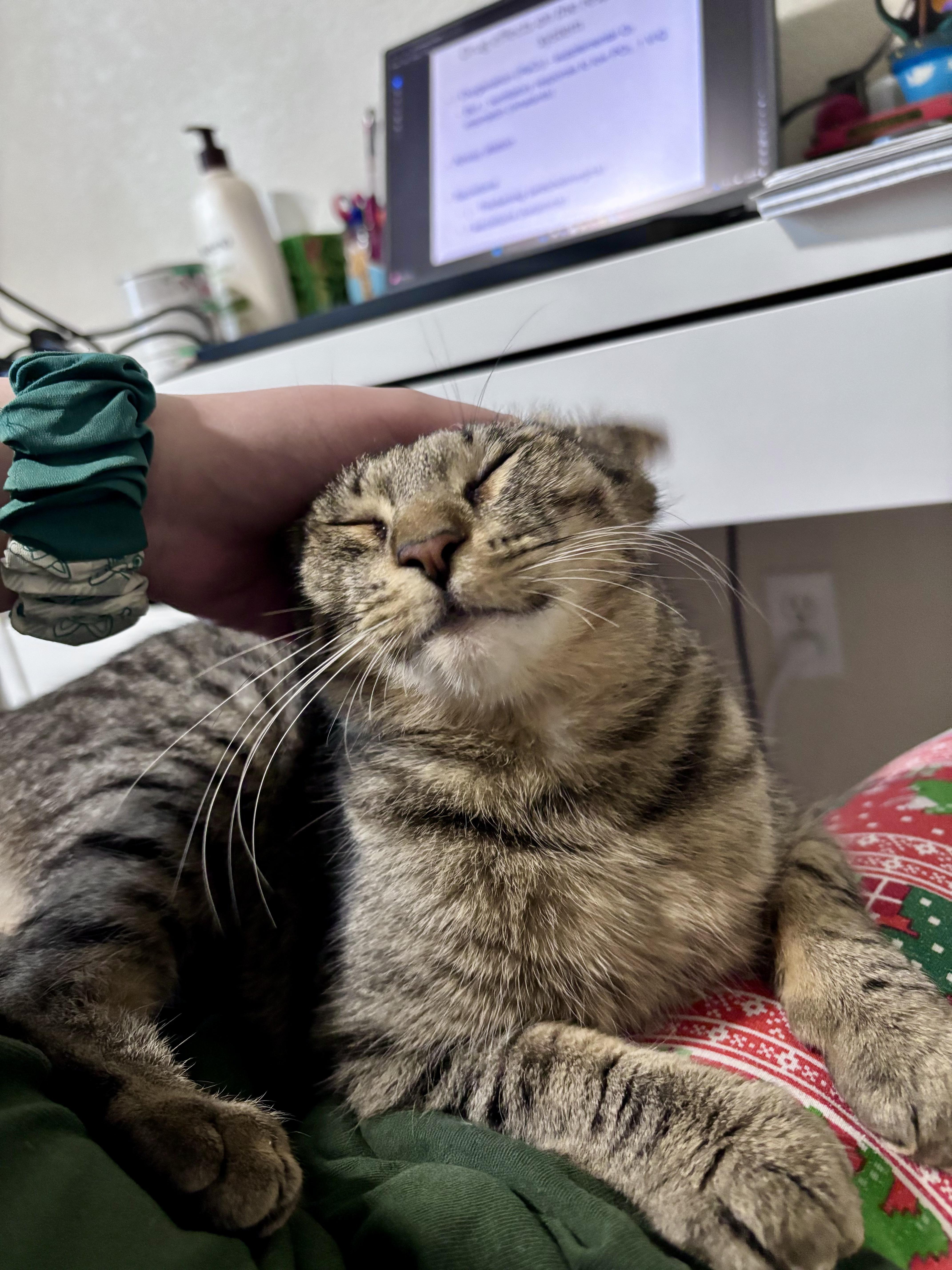 Enlarge Phoebe, a ADOPTABLE Domestic Short Hair in Davis, CA image 4/6