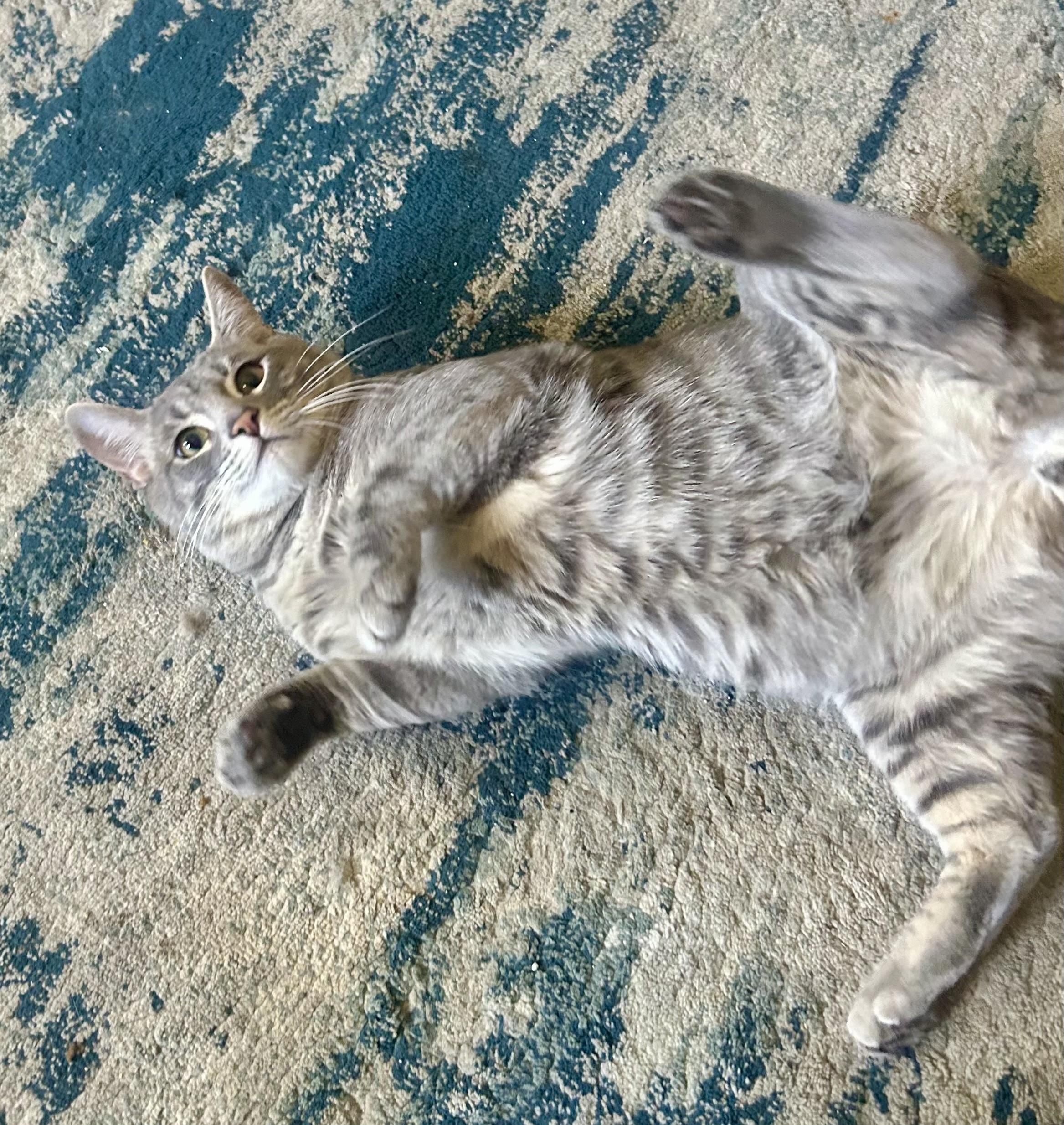 Lynx, ADOPTABLE, Adult Male Domestic Short Hair.