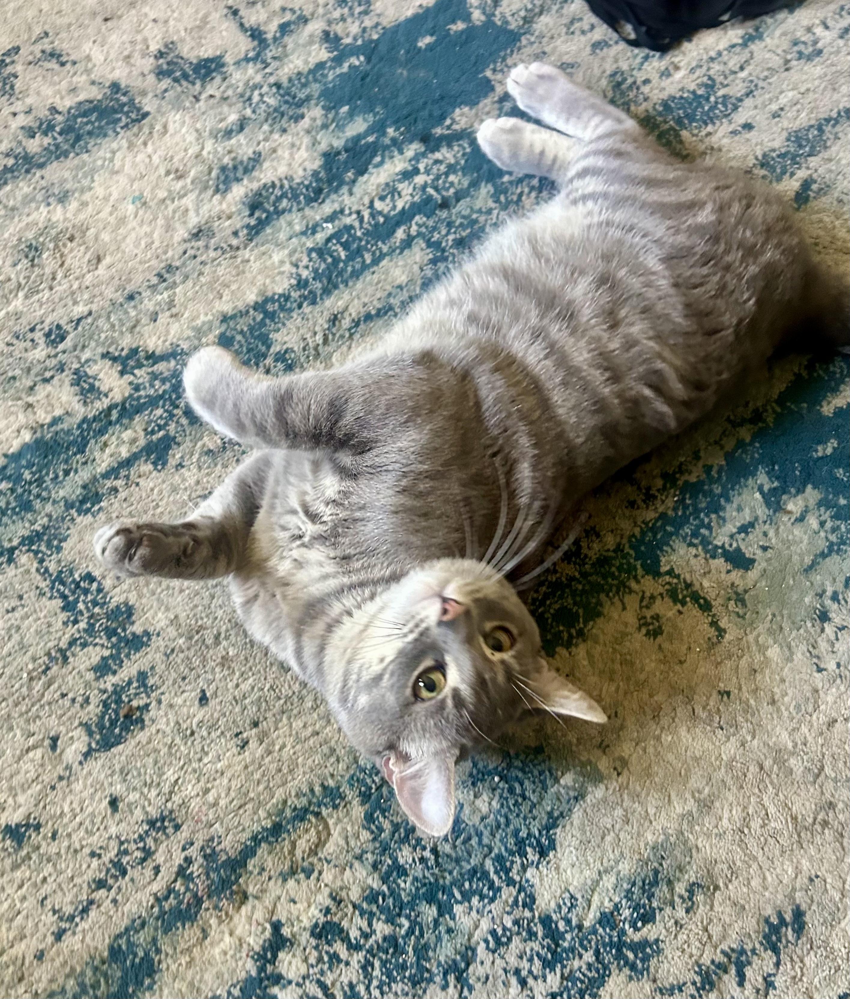 Enlarge Lynx, a ADOPTABLE mixed breed in San Jose, CA image 3/3